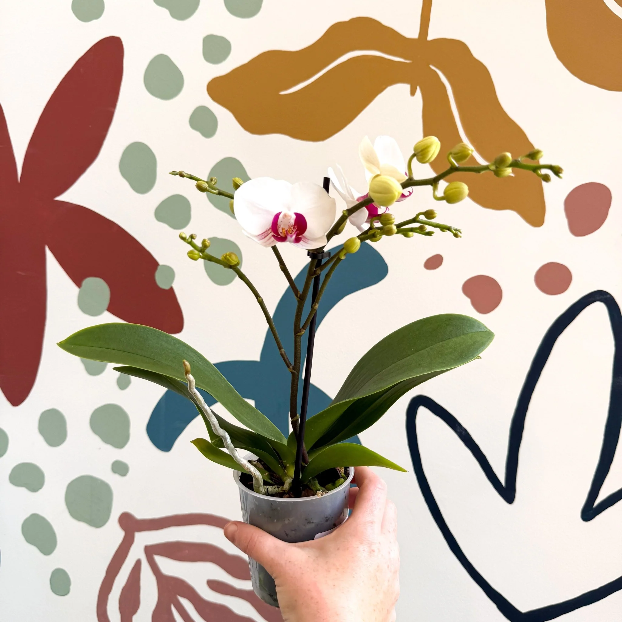 Phalaenopsis 'Gibraltar' - White & Dark Pink Moth Orchid - Image 6