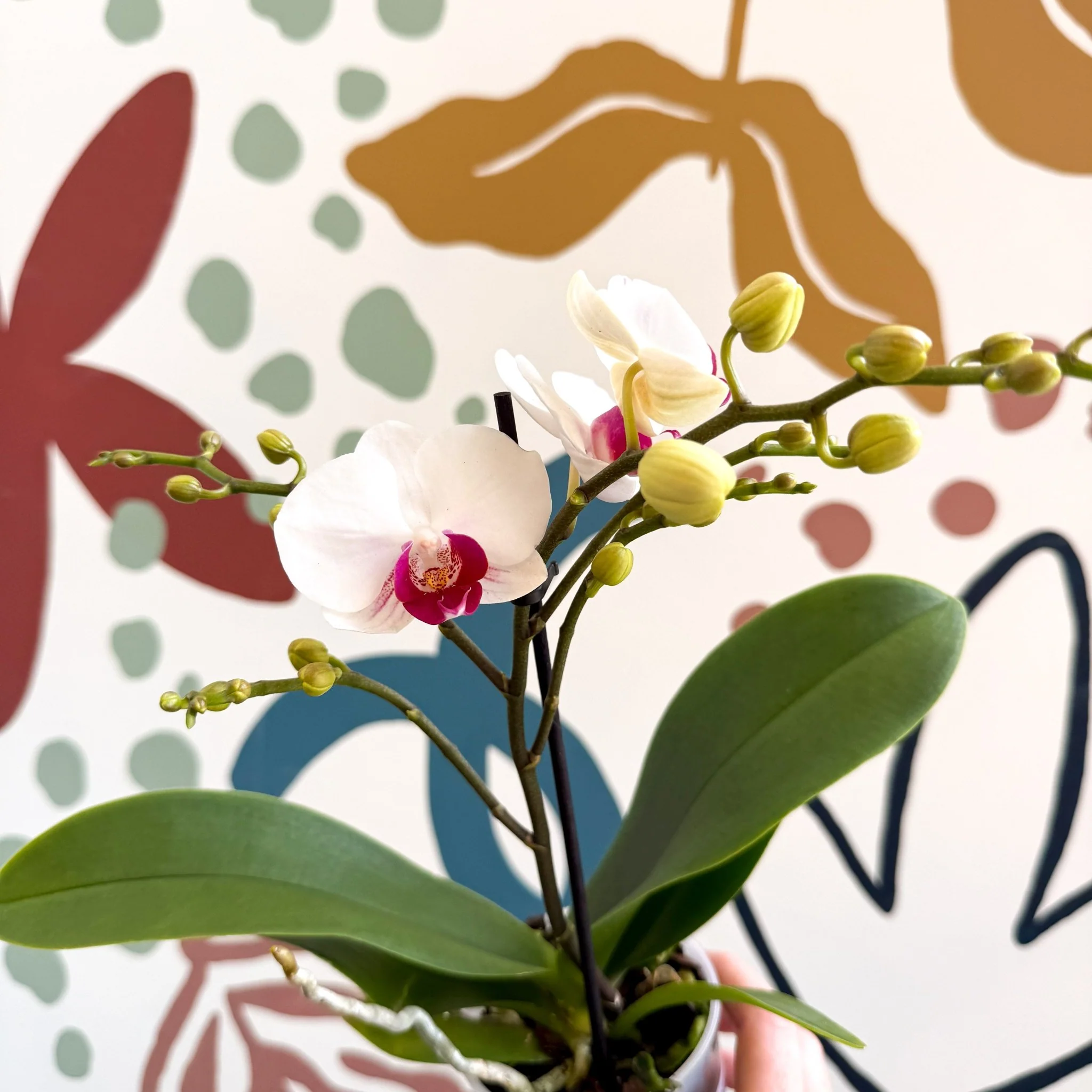 Phalaenopsis 'Gibraltar' - White & Dark Pink Moth Orchid - Image 7