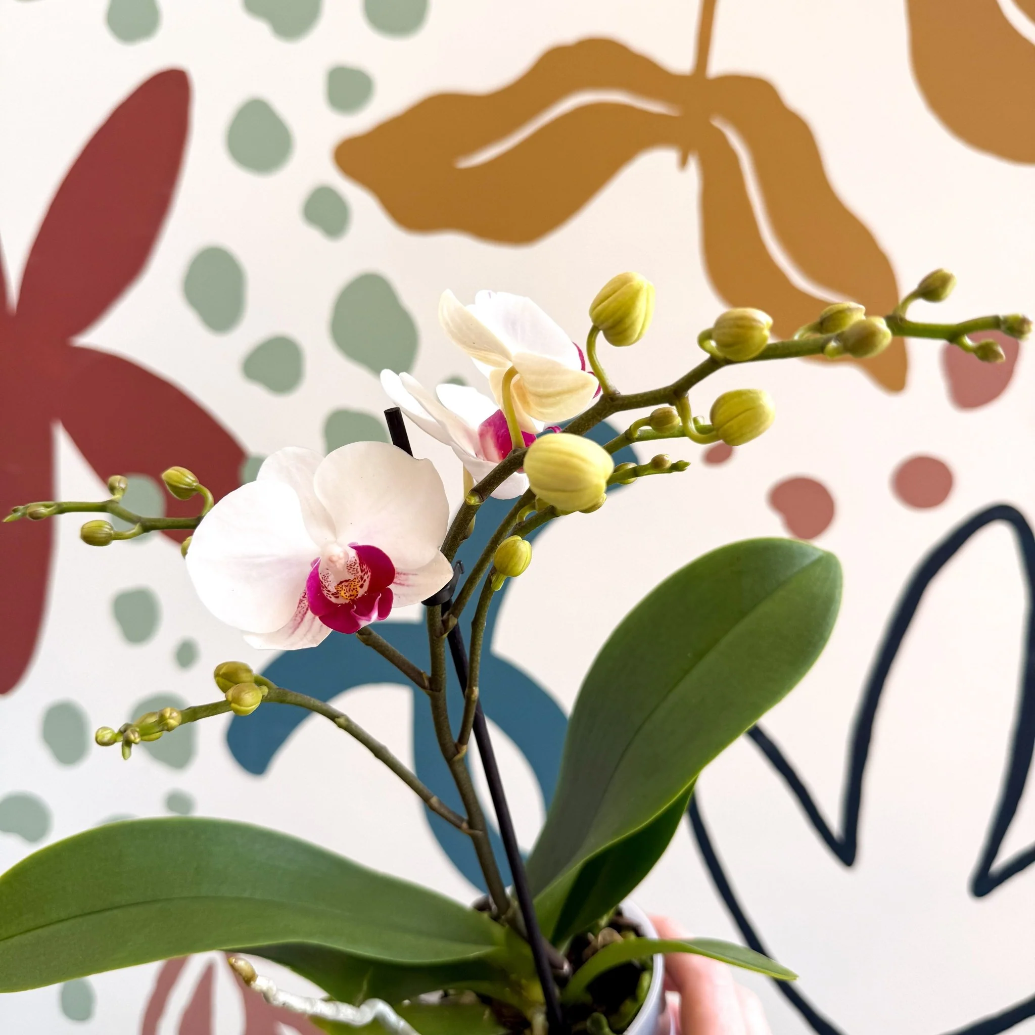 Phalaenopsis 'Gibraltar' - White & Dark Pink Moth Orchid - Image 8