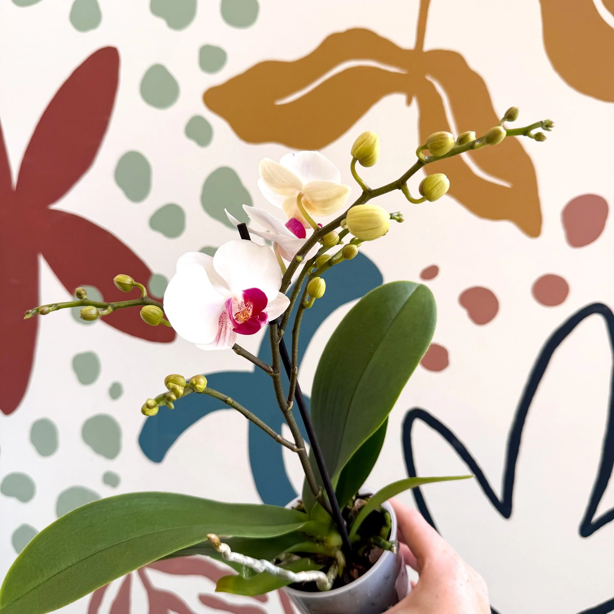 Phalaenopsis 'Gibraltar' - White & Dark Pink Moth Orchid - Image 9