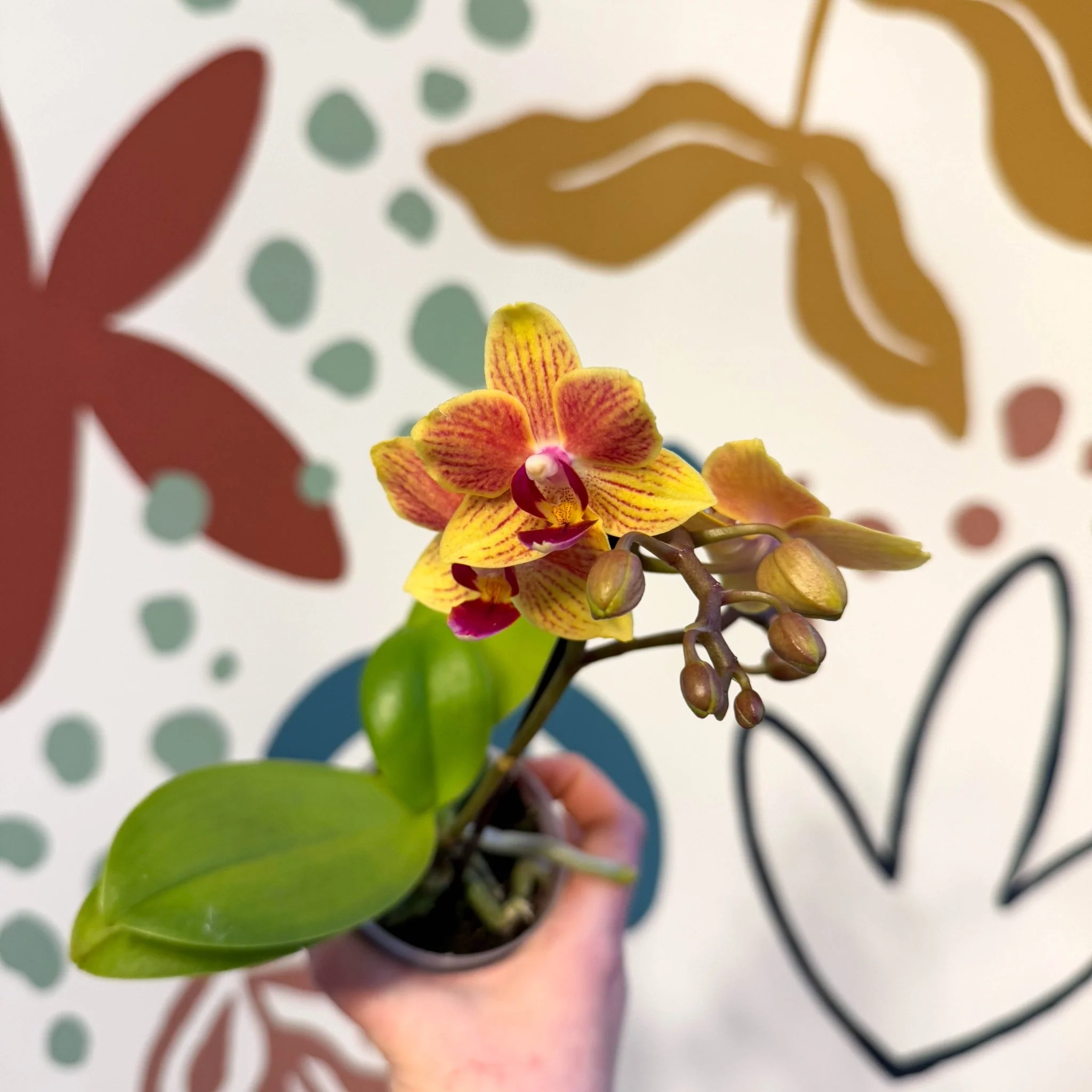 Phalaenopsis 'Indy' - Moth Orchid - Image 10