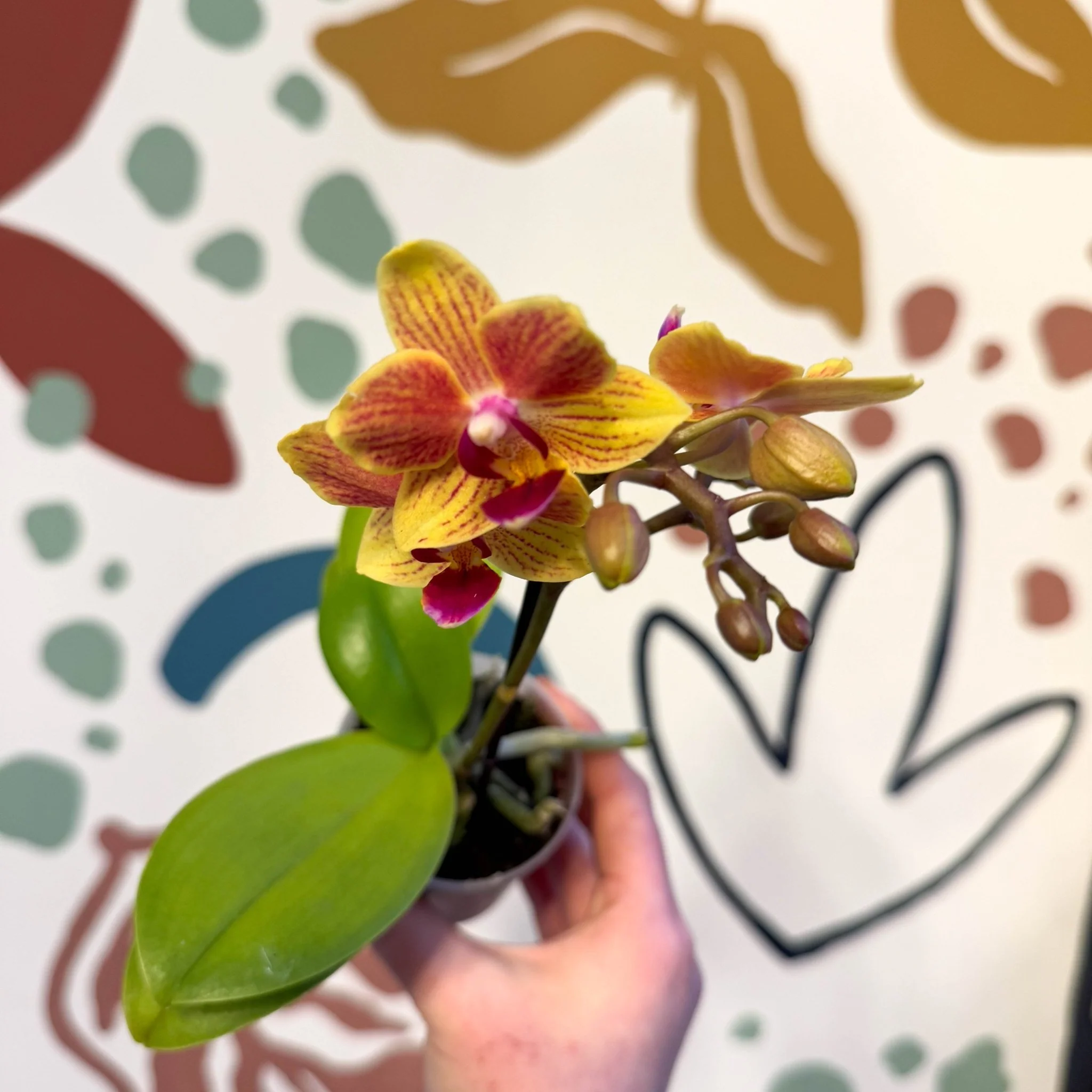 Phalaenopsis 'Indy' - Moth Orchid - Image 5