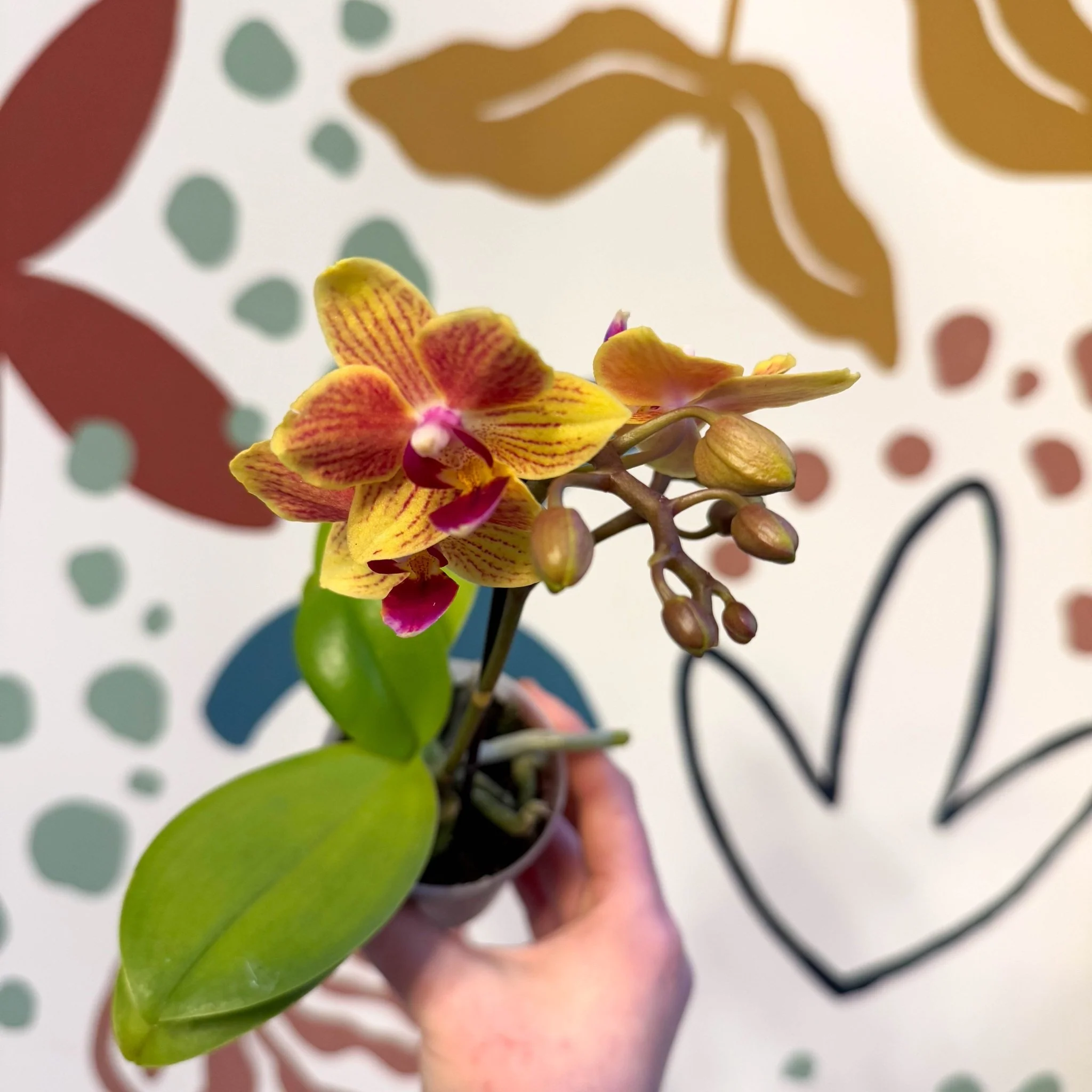 Phalaenopsis 'Indy' - Moth Orchid - Image 6
