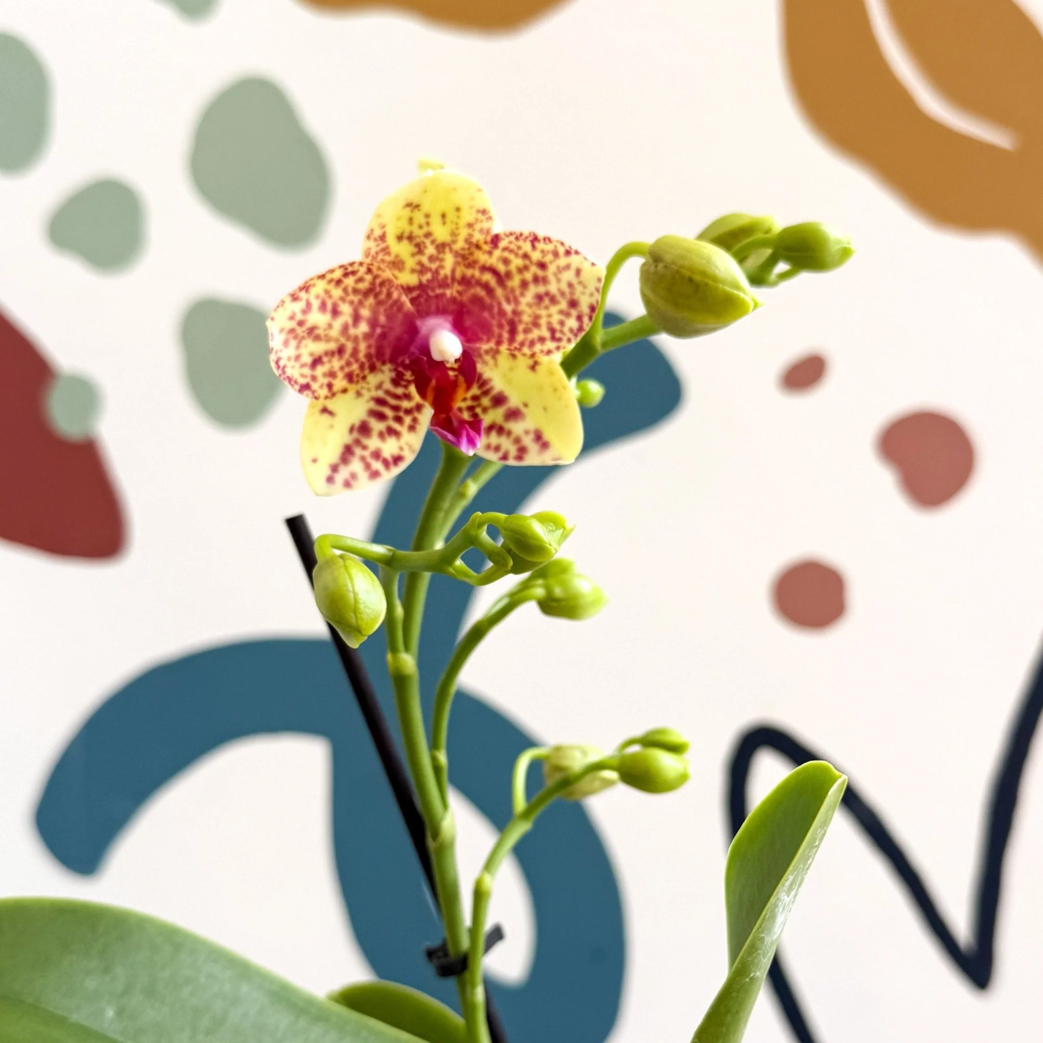 Phalaenopsis - Lime Green Yellow and Bright Pink Spotted Moth Orchid