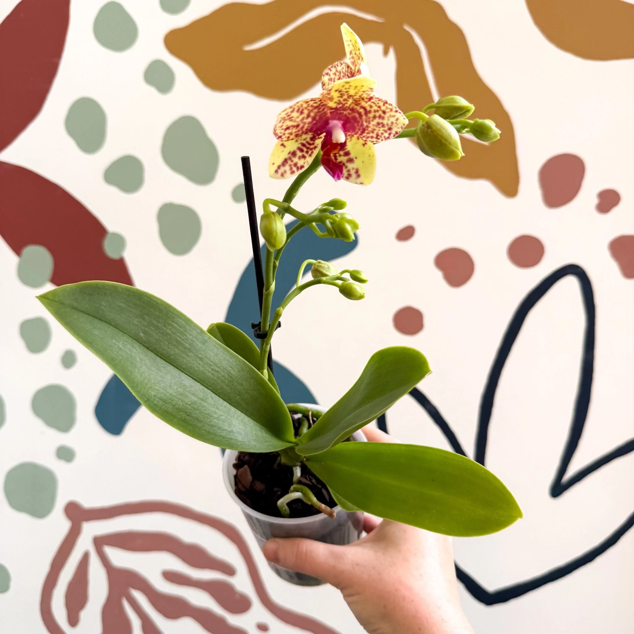 Phalaenopsis - Lime Green Yellow and Bright Pink Spotted Moth Orchid - Image 2