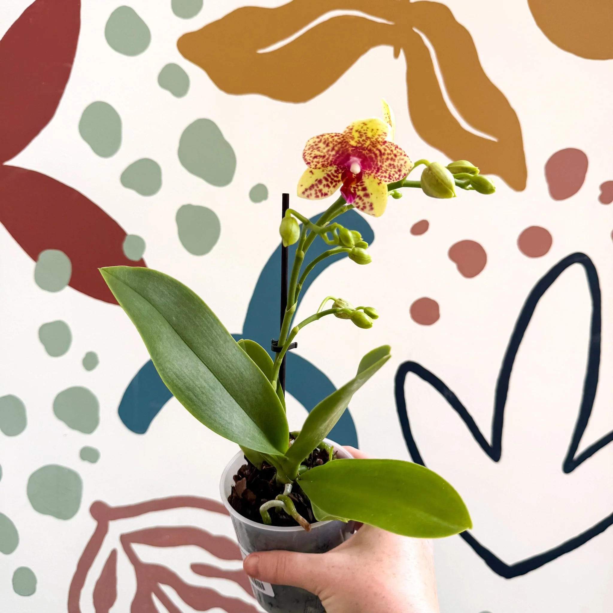 Phalaenopsis - Lime Green Yellow and Bright Pink Spotted Moth Orchid - Image 3