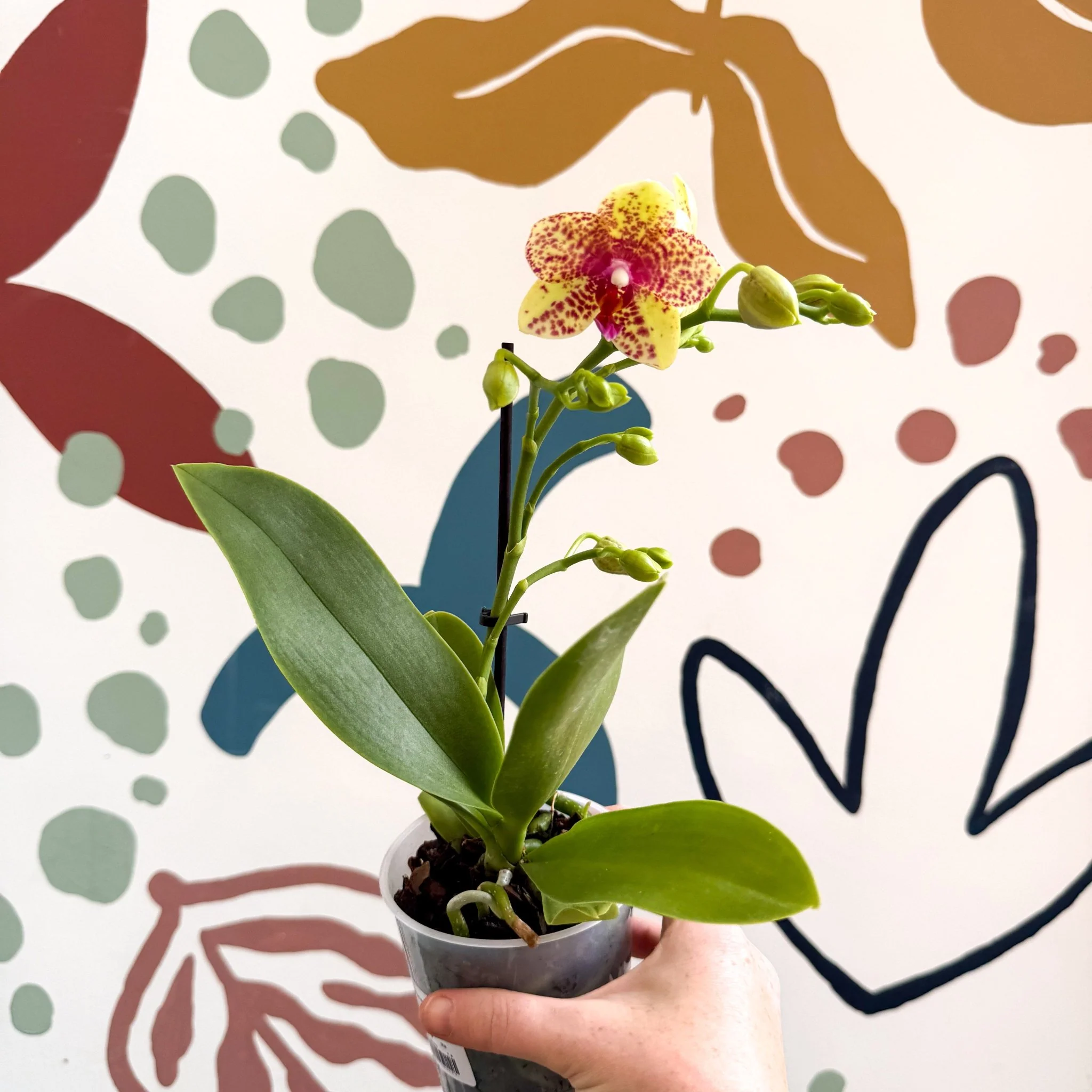 Phalaenopsis - Lime Green Yellow and Bright Pink Spotted Moth Orchid - Image 6