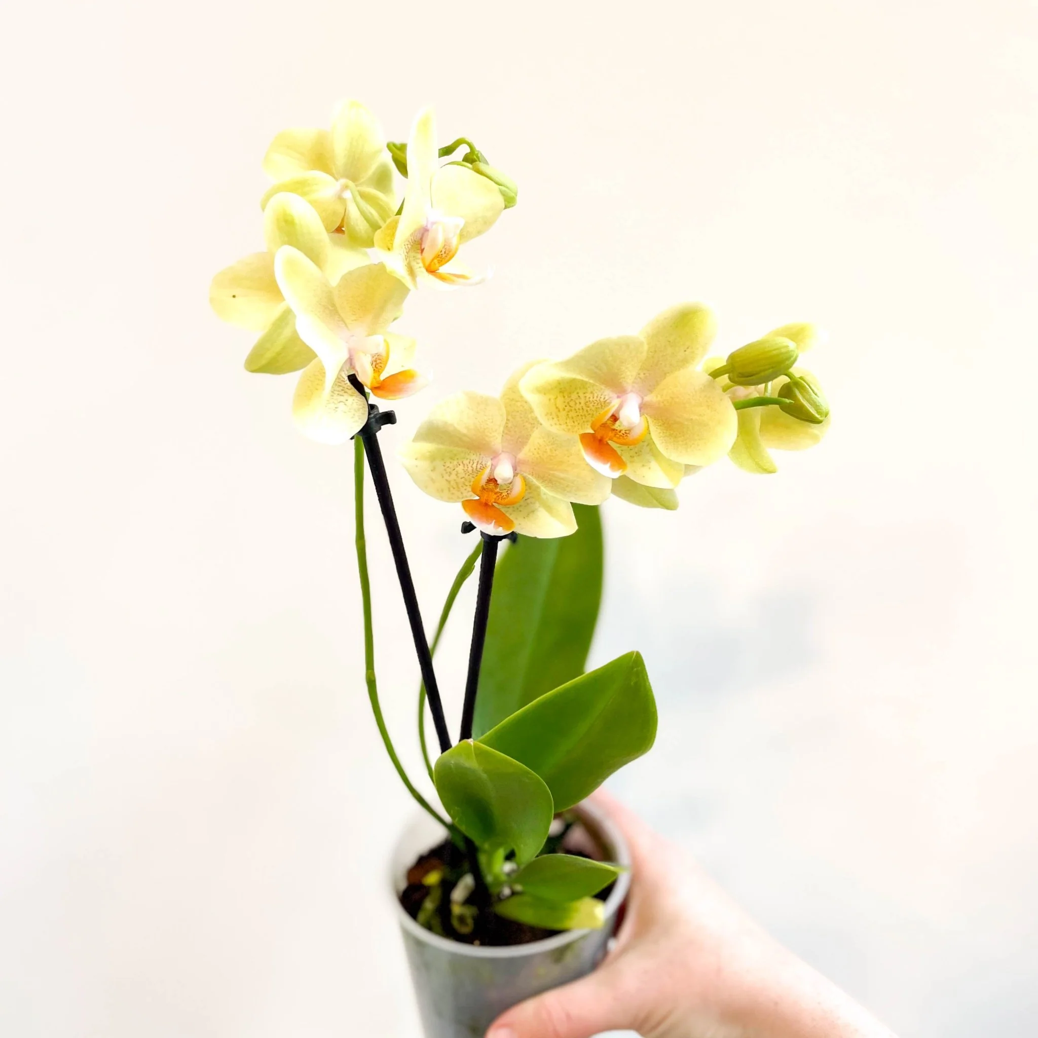 Phalaenopsis 'Mexico' - Lime Moth Orchid