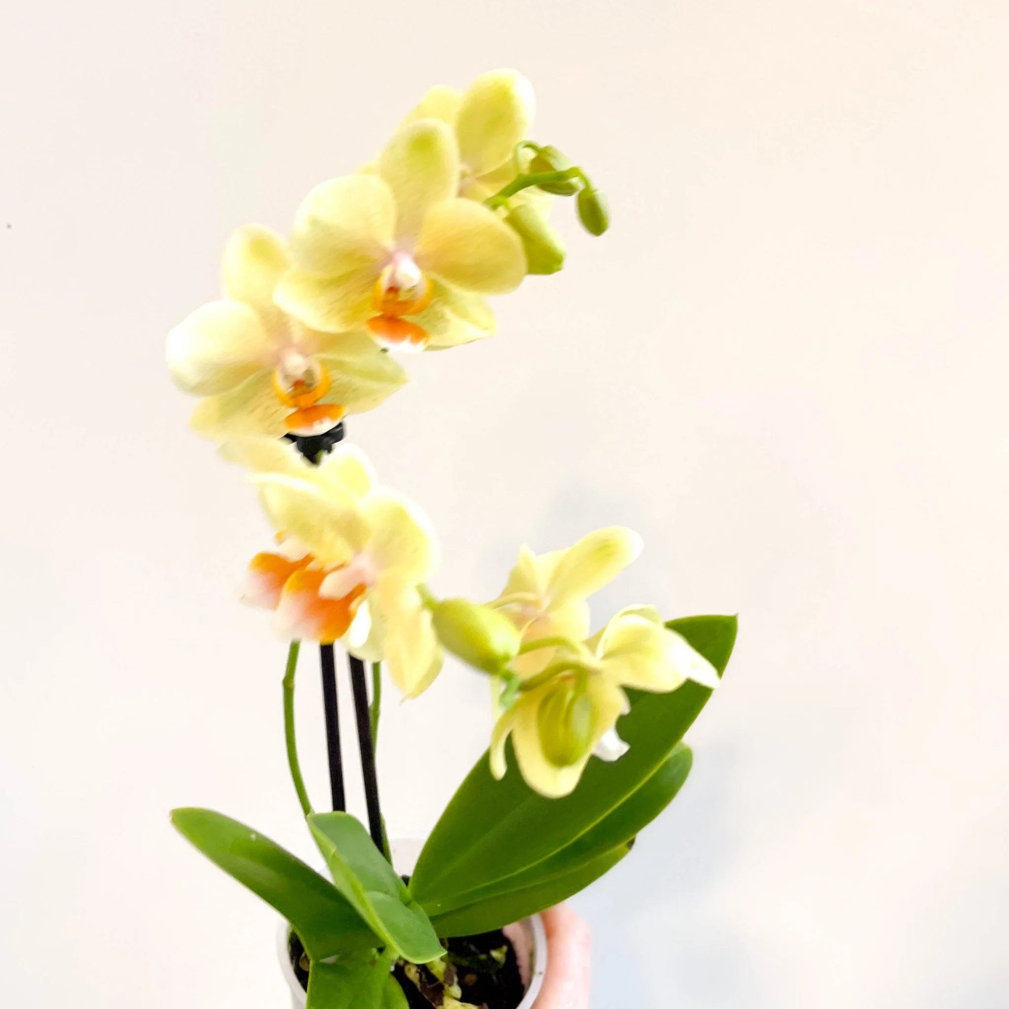 Phalaenopsis 'Mexico' - Lime Moth Orchid - Image 10