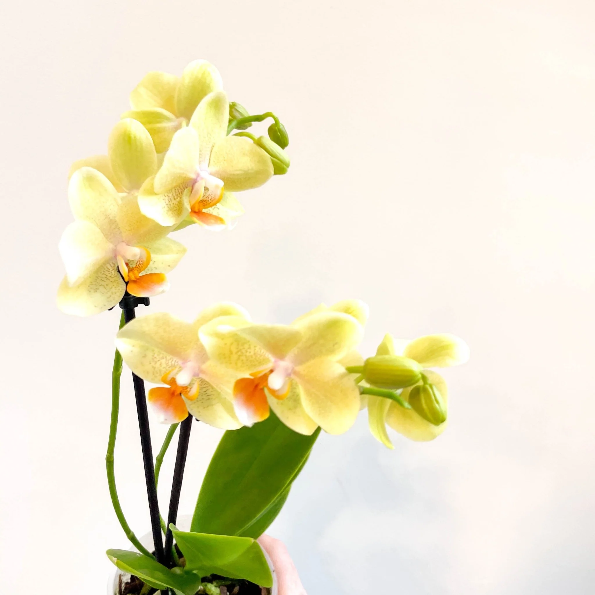 Phalaenopsis 'Mexico' - Lime Moth Orchid - Image 11