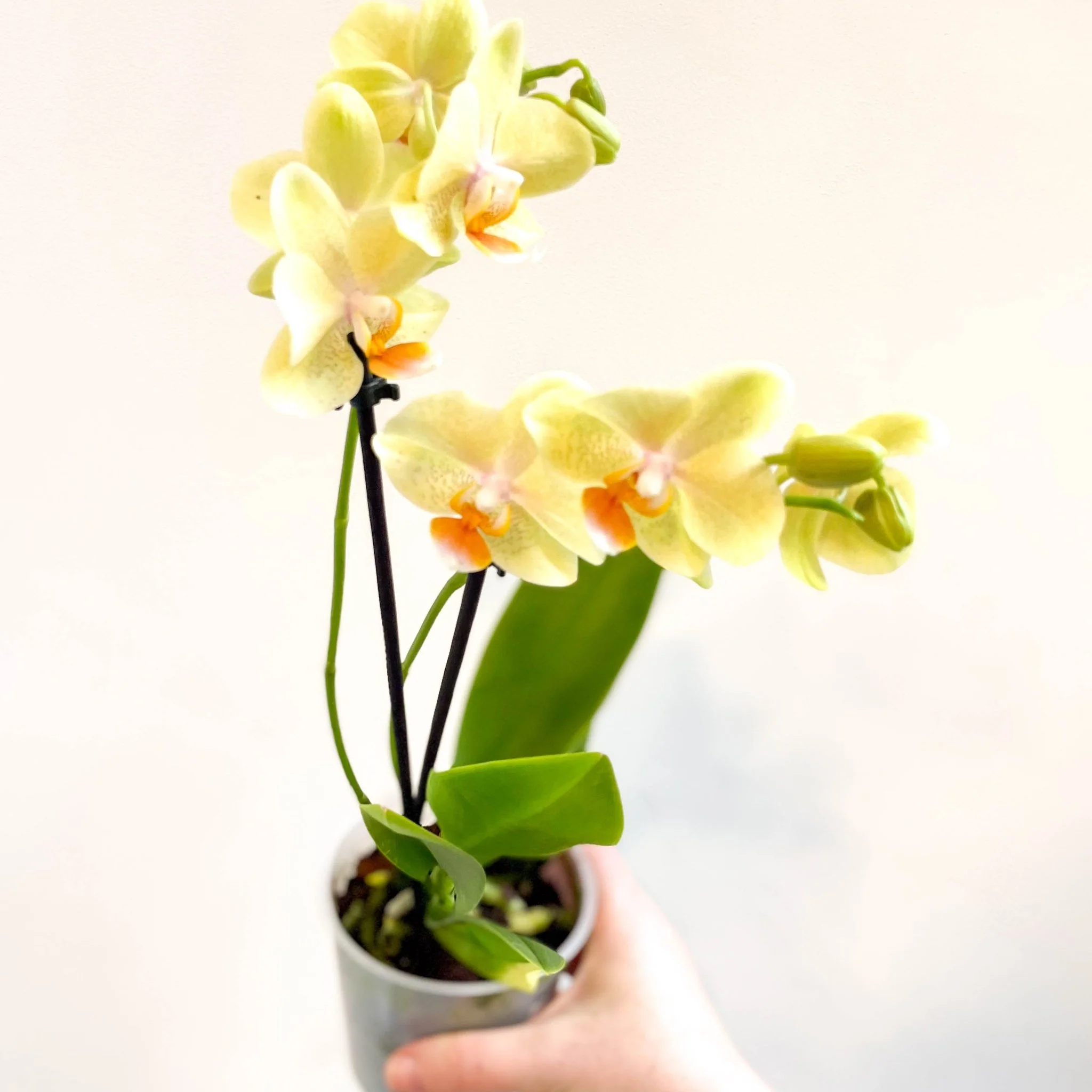 Phalaenopsis 'Mexico' - Lime Moth Orchid - Image 2