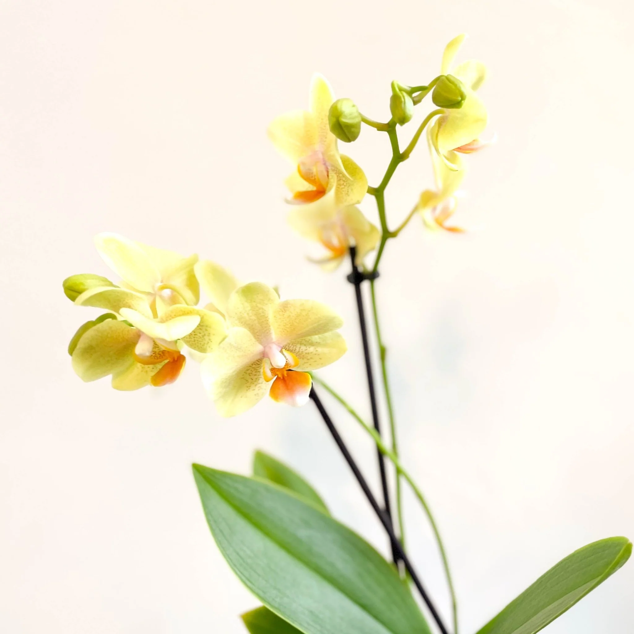 Phalaenopsis 'Mexico' - Lime Moth Orchid - Image 3