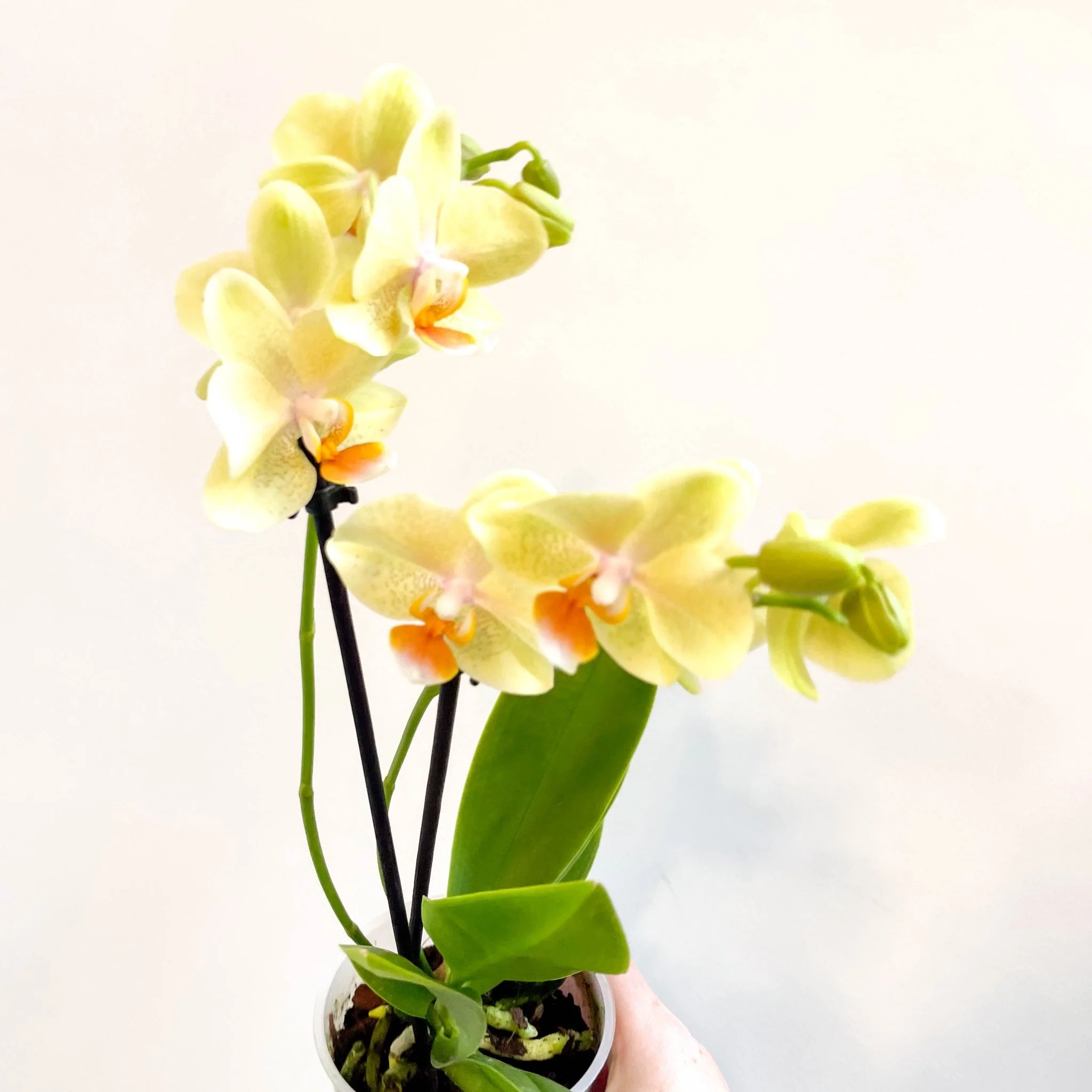 Phalaenopsis 'Mexico' - Lime Moth Orchid - Image 4