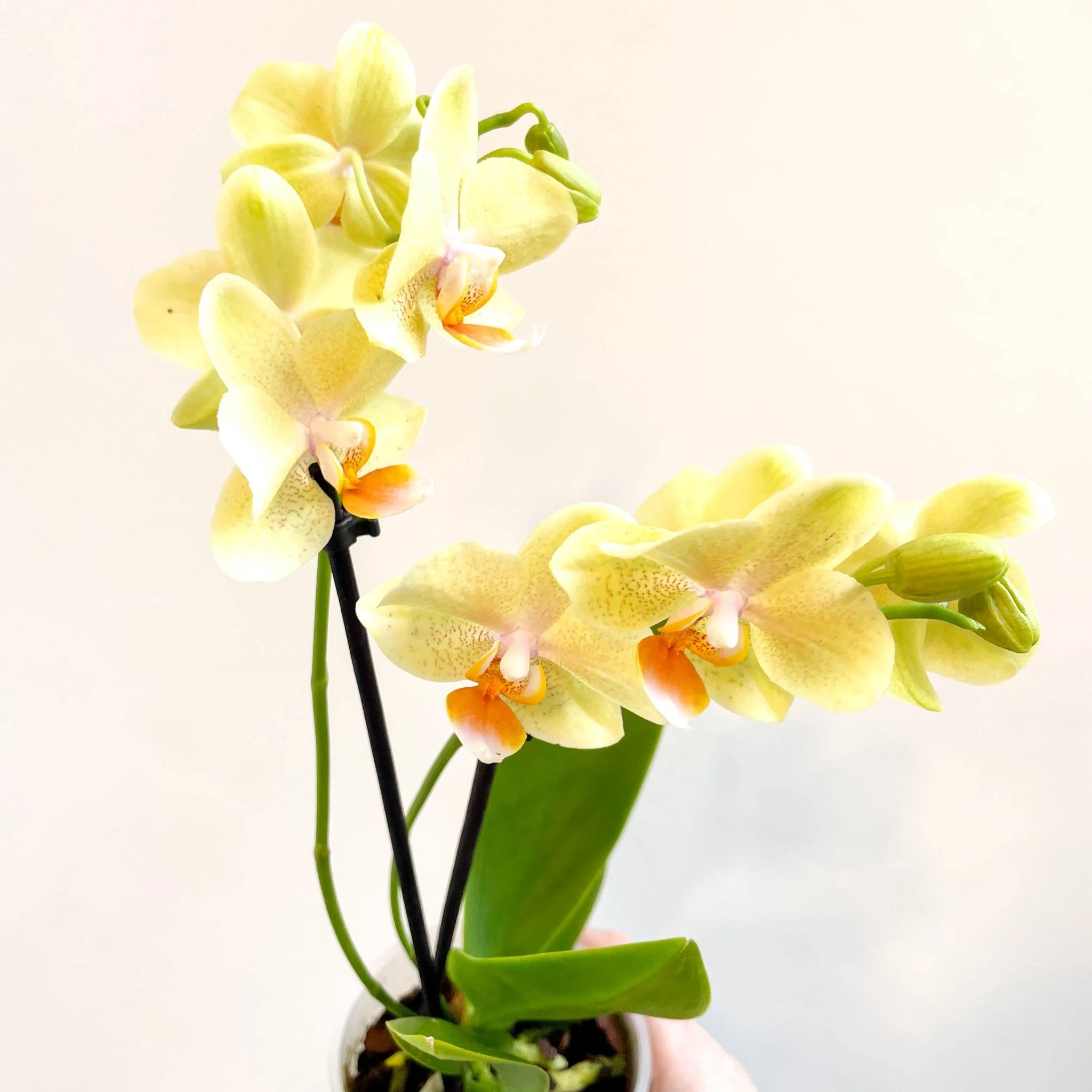 Phalaenopsis 'Mexico' - Lime Moth Orchid - Image 5