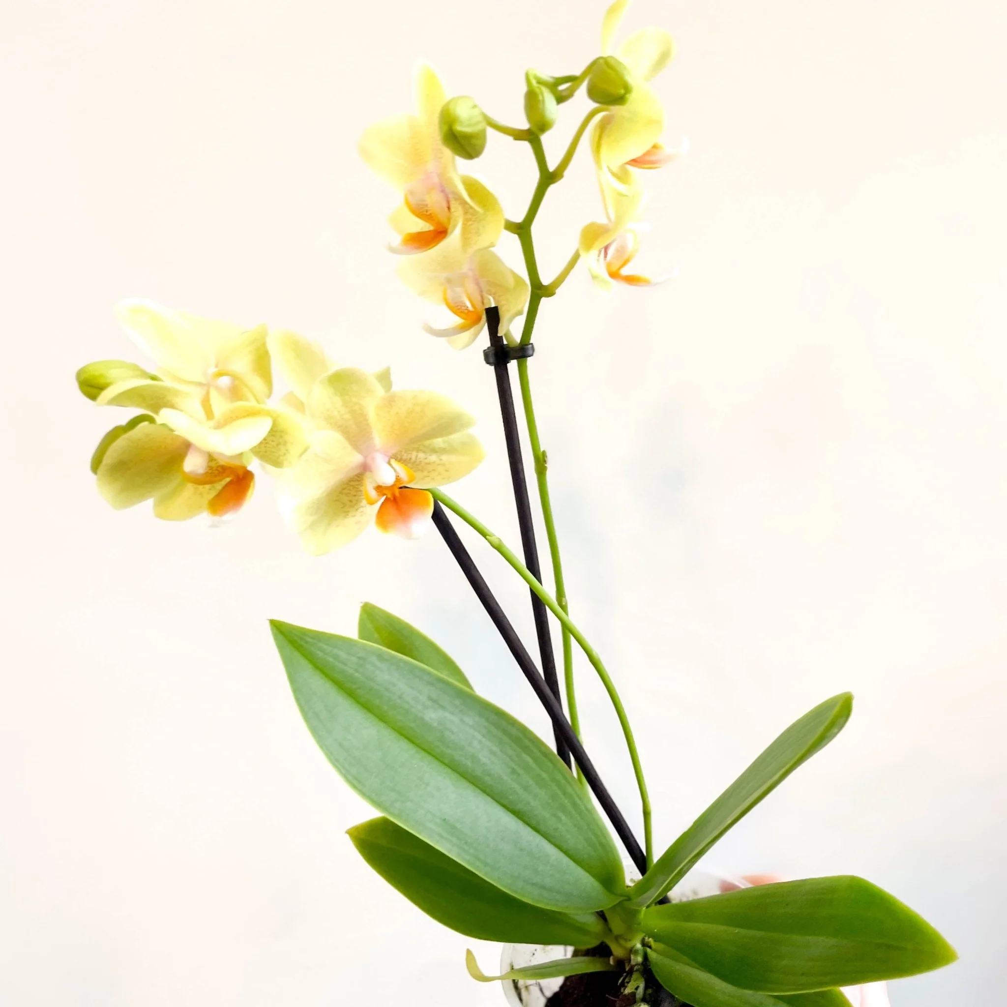 Phalaenopsis 'Mexico' - Lime Moth Orchid - Image 6