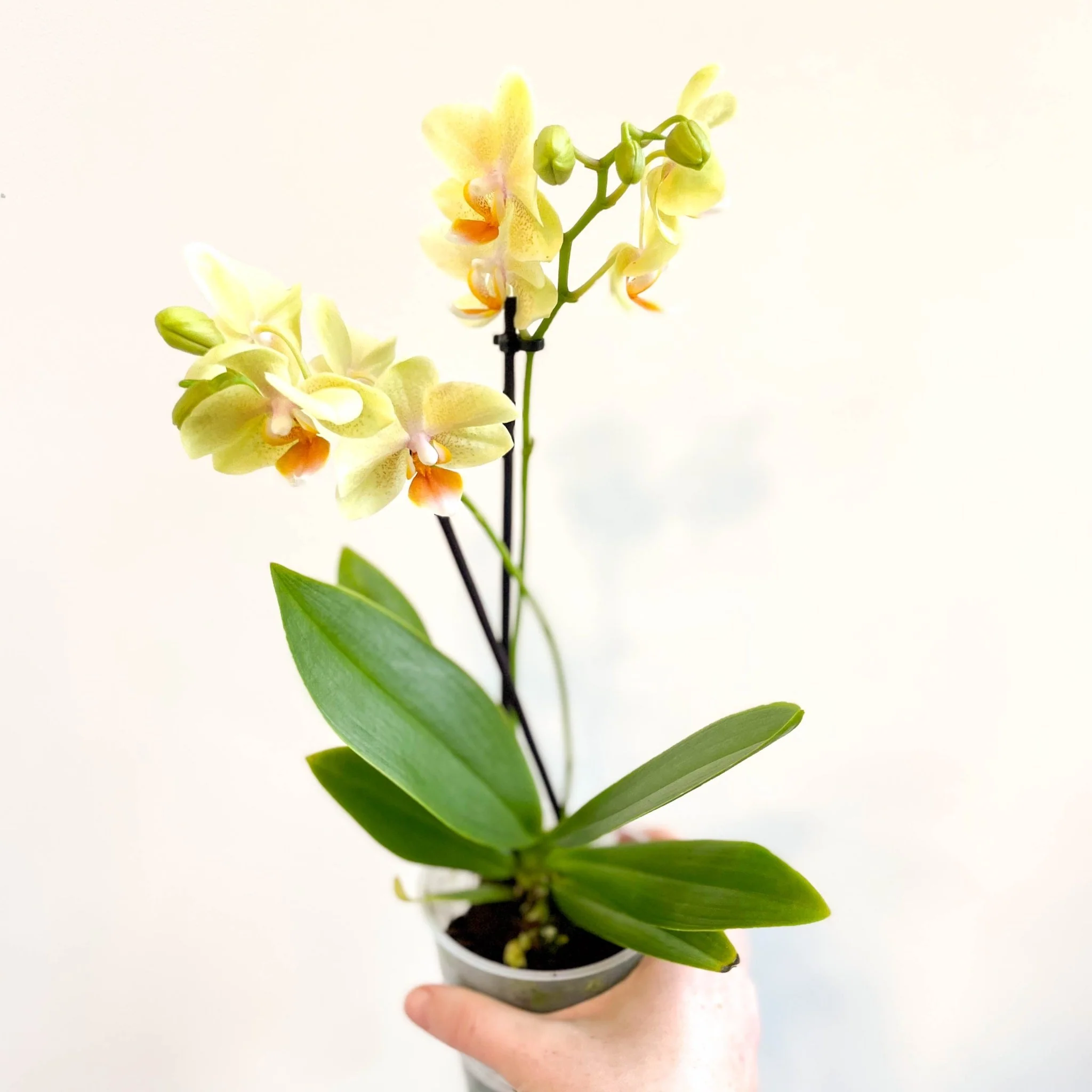Phalaenopsis 'Mexico' - Lime Moth Orchid - Image 7
