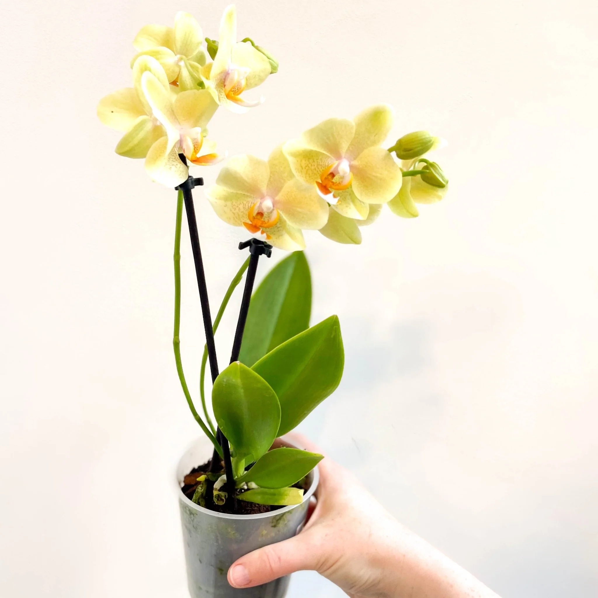 Phalaenopsis 'Mexico' - Lime Moth Orchid - Image 8