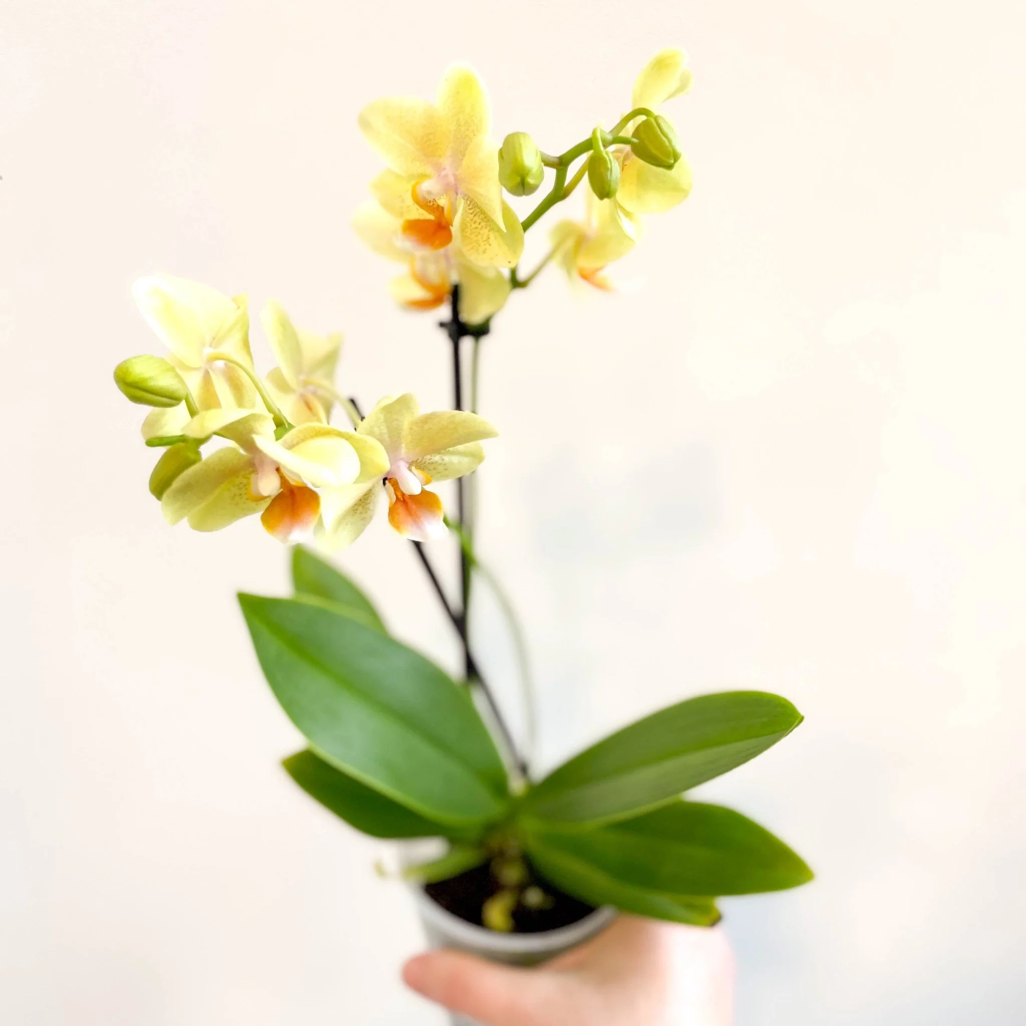 Phalaenopsis 'Mexico' - Lime Moth Orchid - Image 9