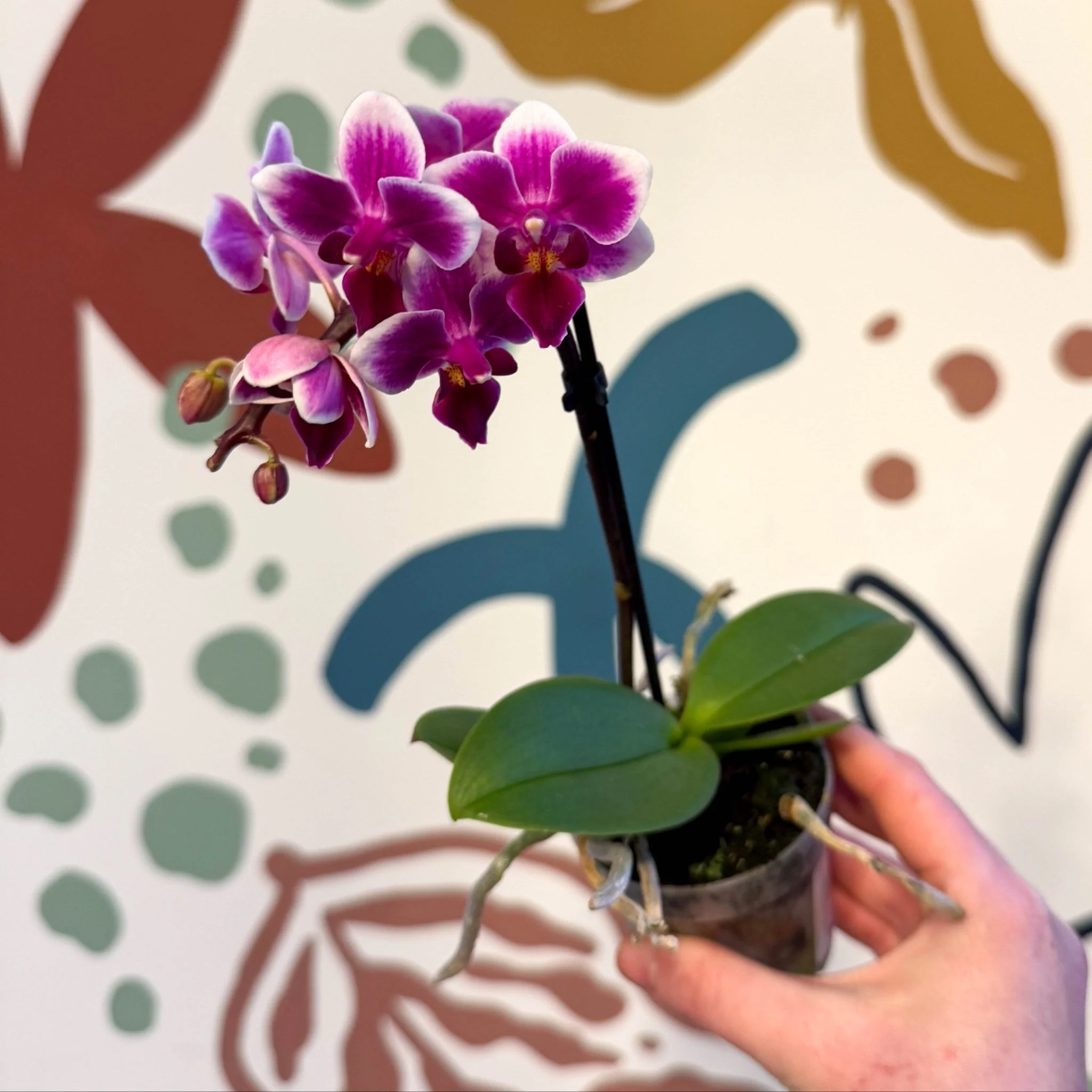Phalaenopsis 'Nikki' - Moth Orchid