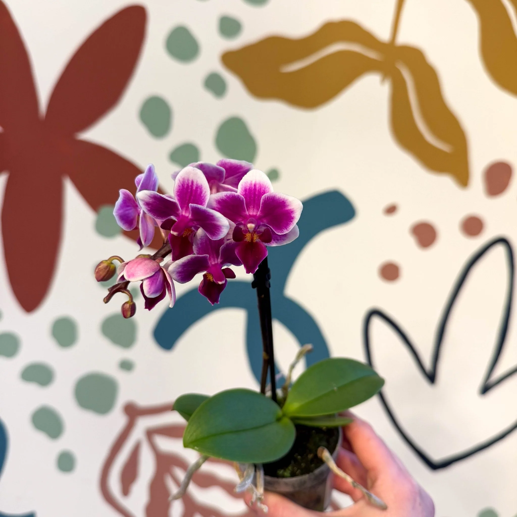 Phalaenopsis 'Nikki' - Moth Orchid - Image 10