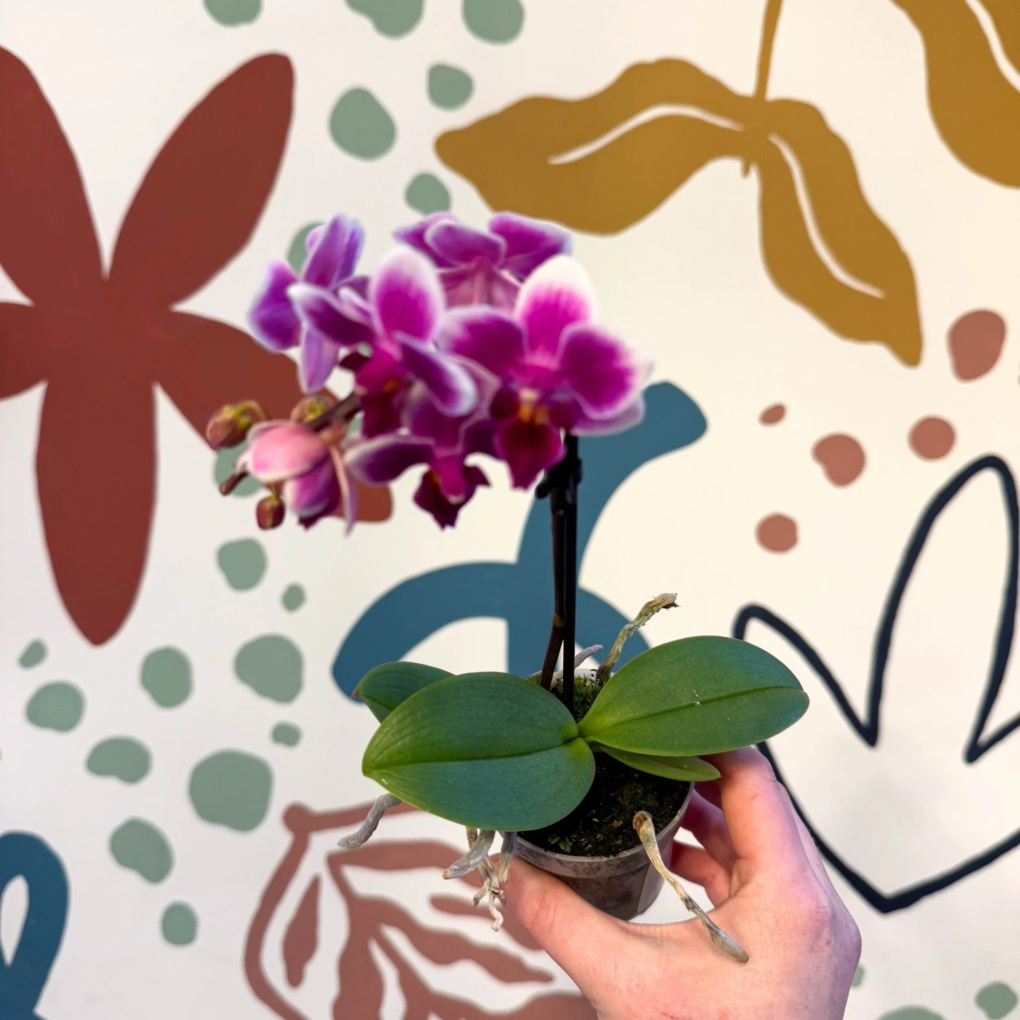 Phalaenopsis 'Nikki' - Moth Orchid - Image 11