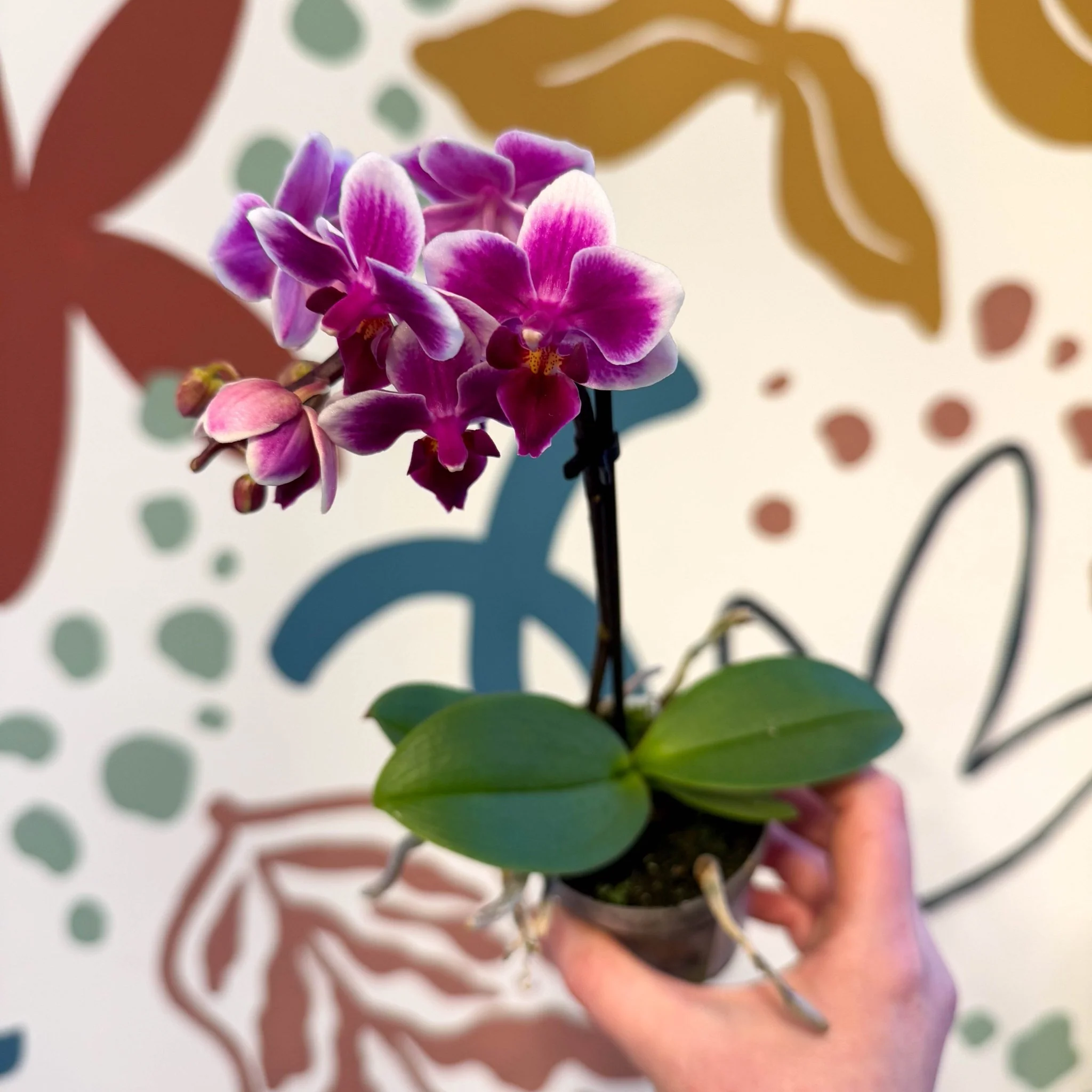 Phalaenopsis 'Nikki' - Moth Orchid - Image 12