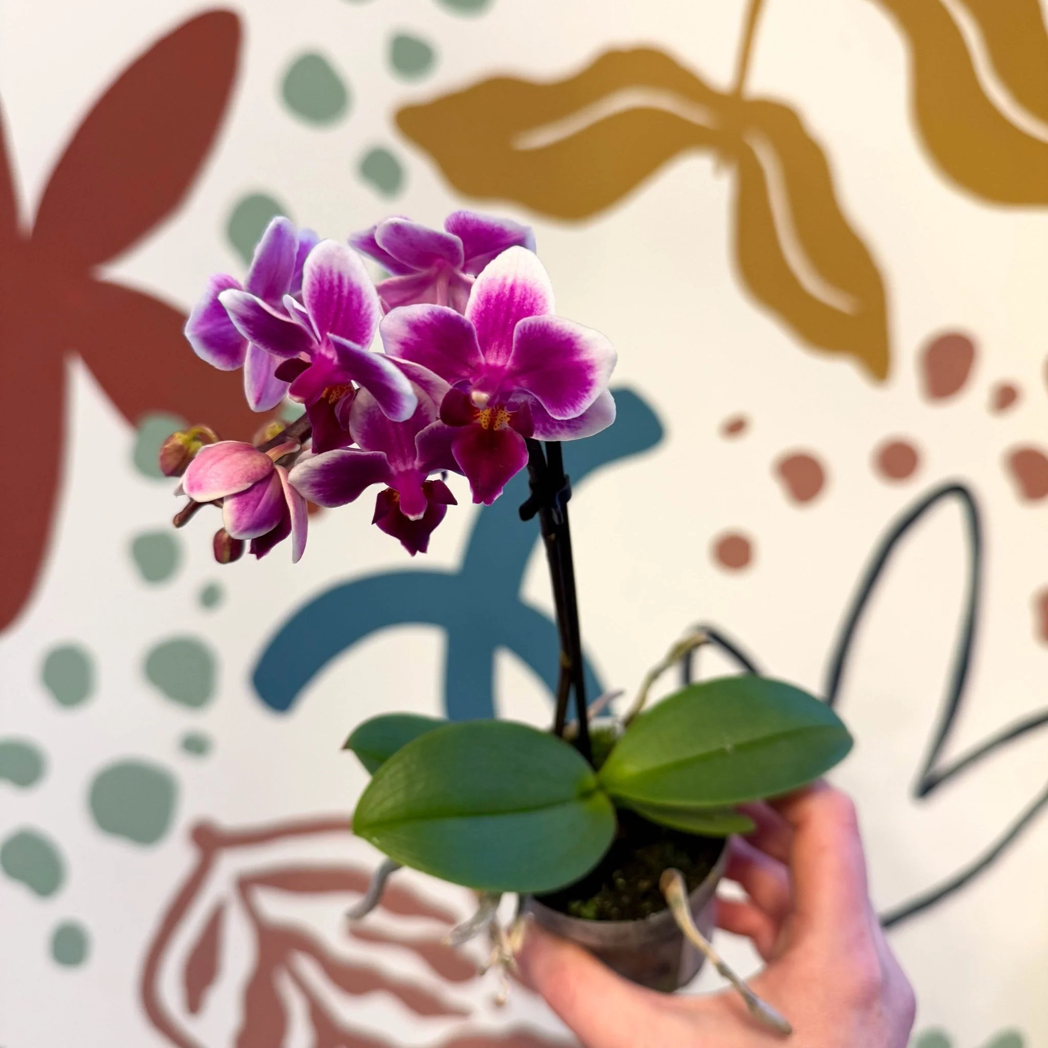 Phalaenopsis 'Nikki' - Moth Orchid - Image 13