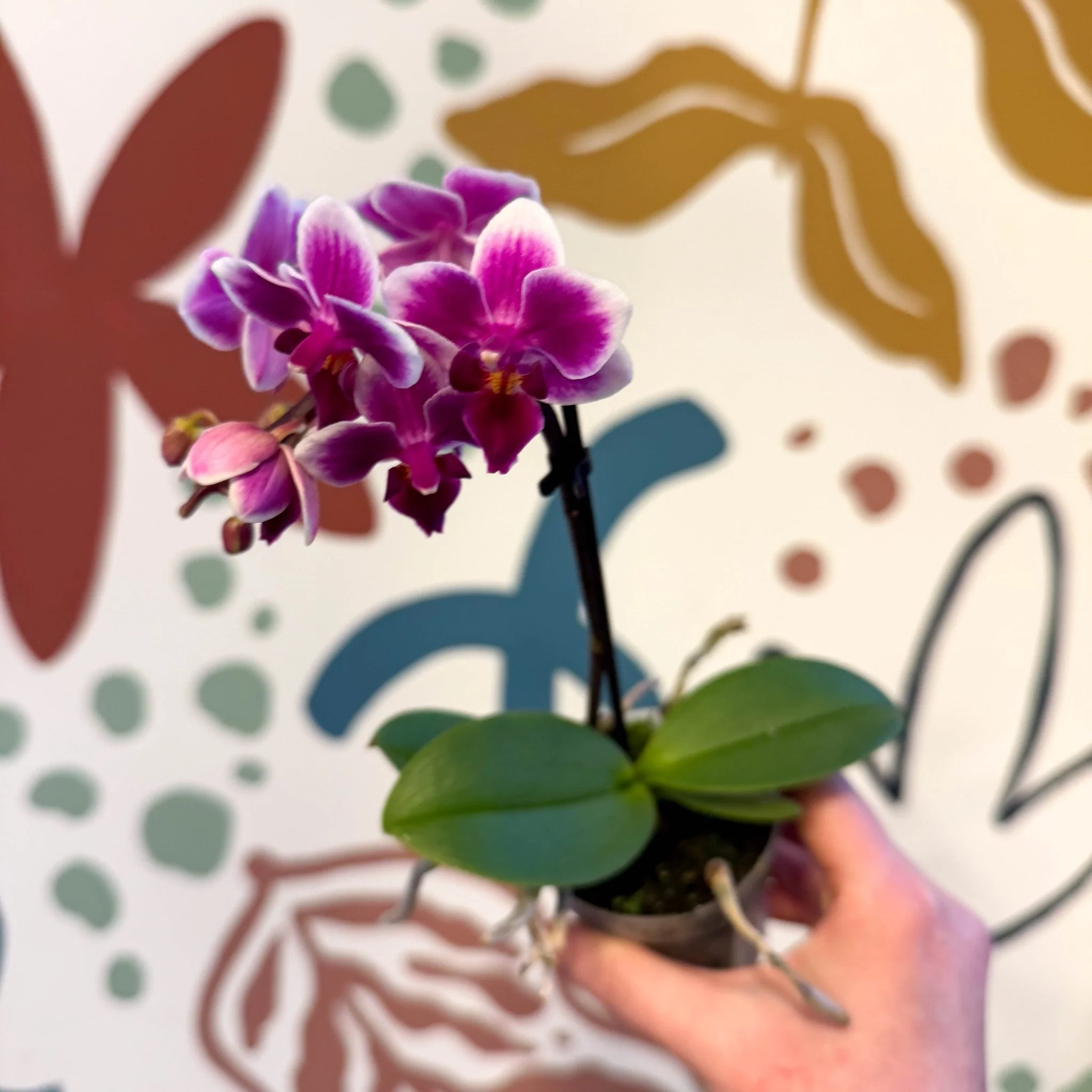Phalaenopsis 'Nikki' - Moth Orchid - Image 14