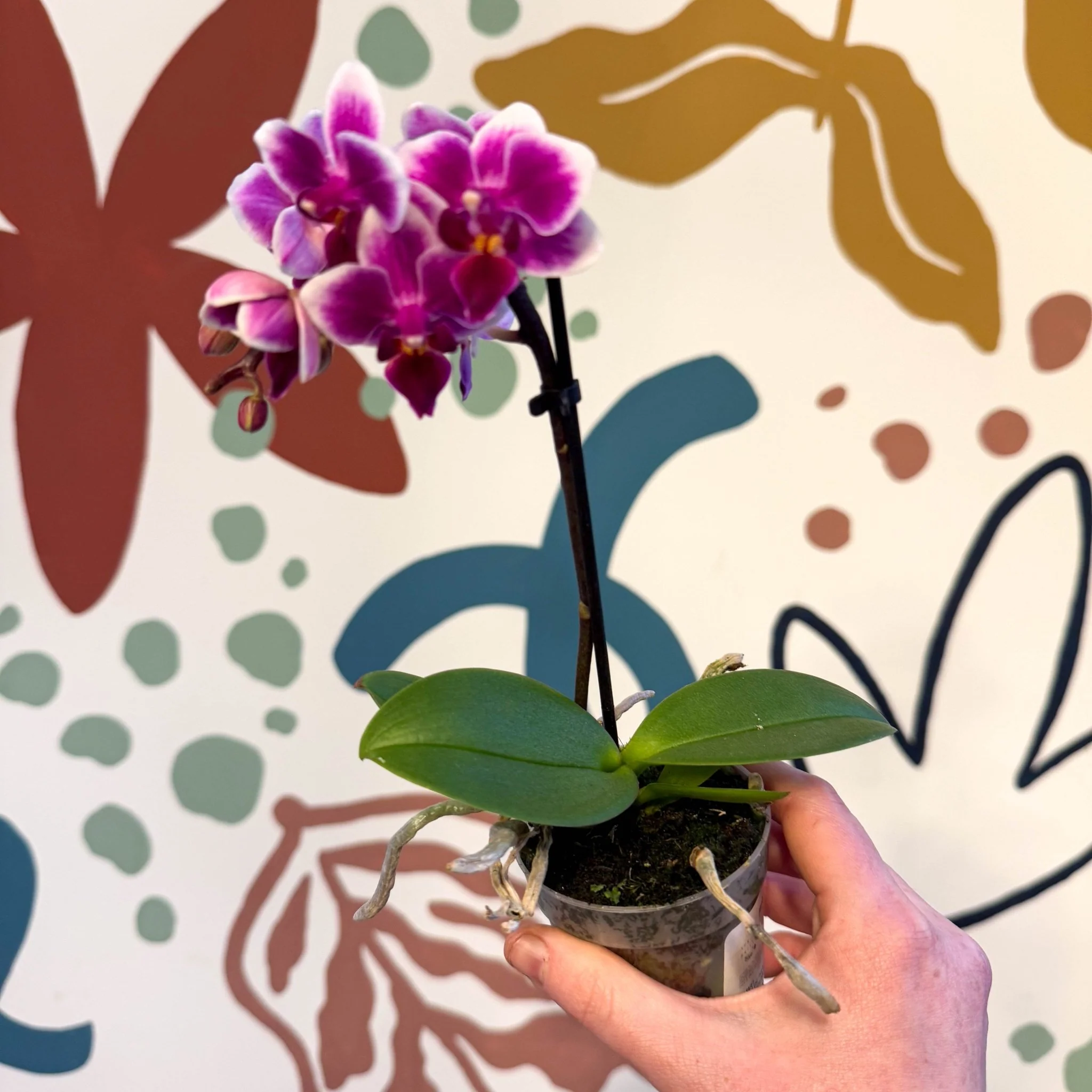 Phalaenopsis 'Nikki' - Moth Orchid - Image 15