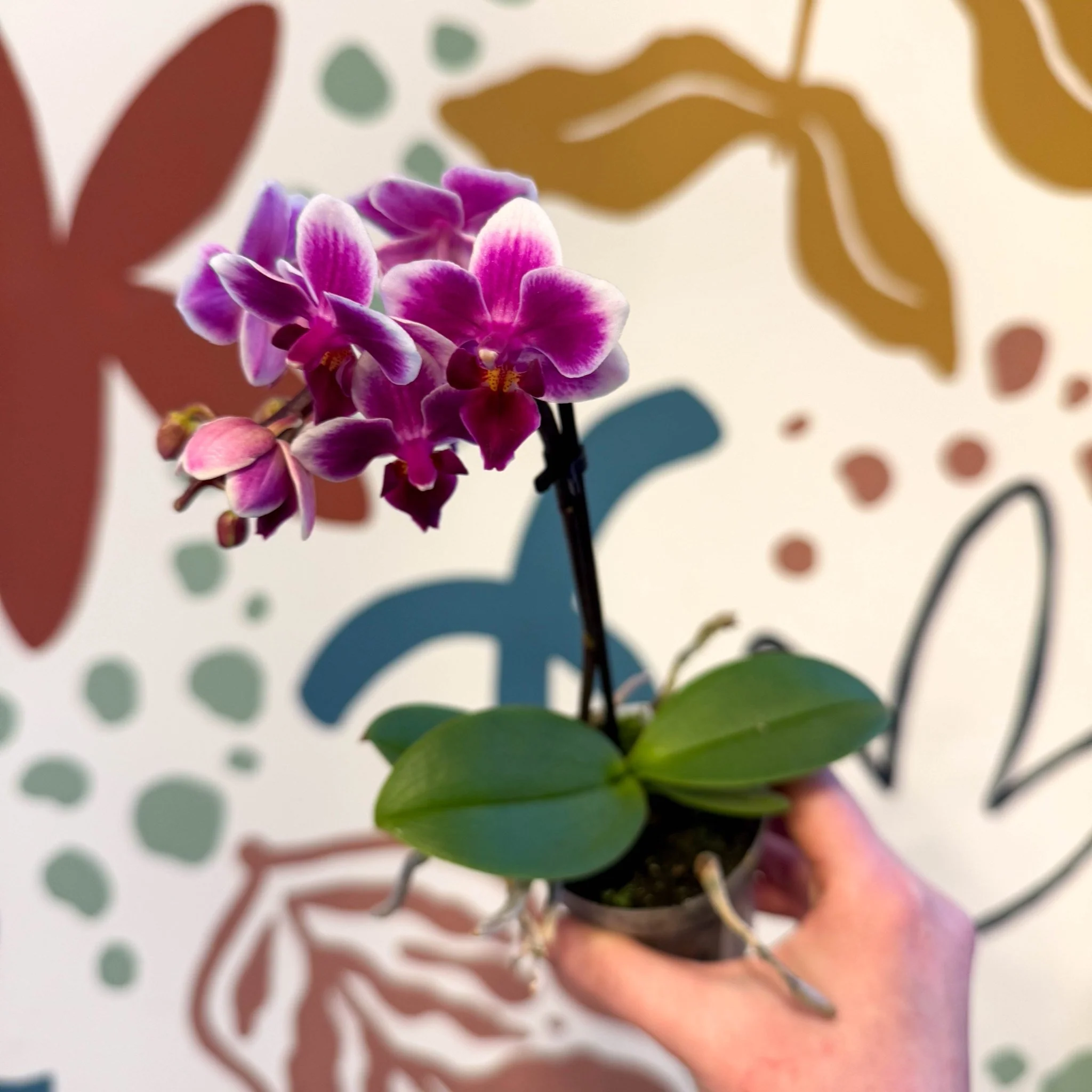 Phalaenopsis 'Nikki' - Moth Orchid - Image 16