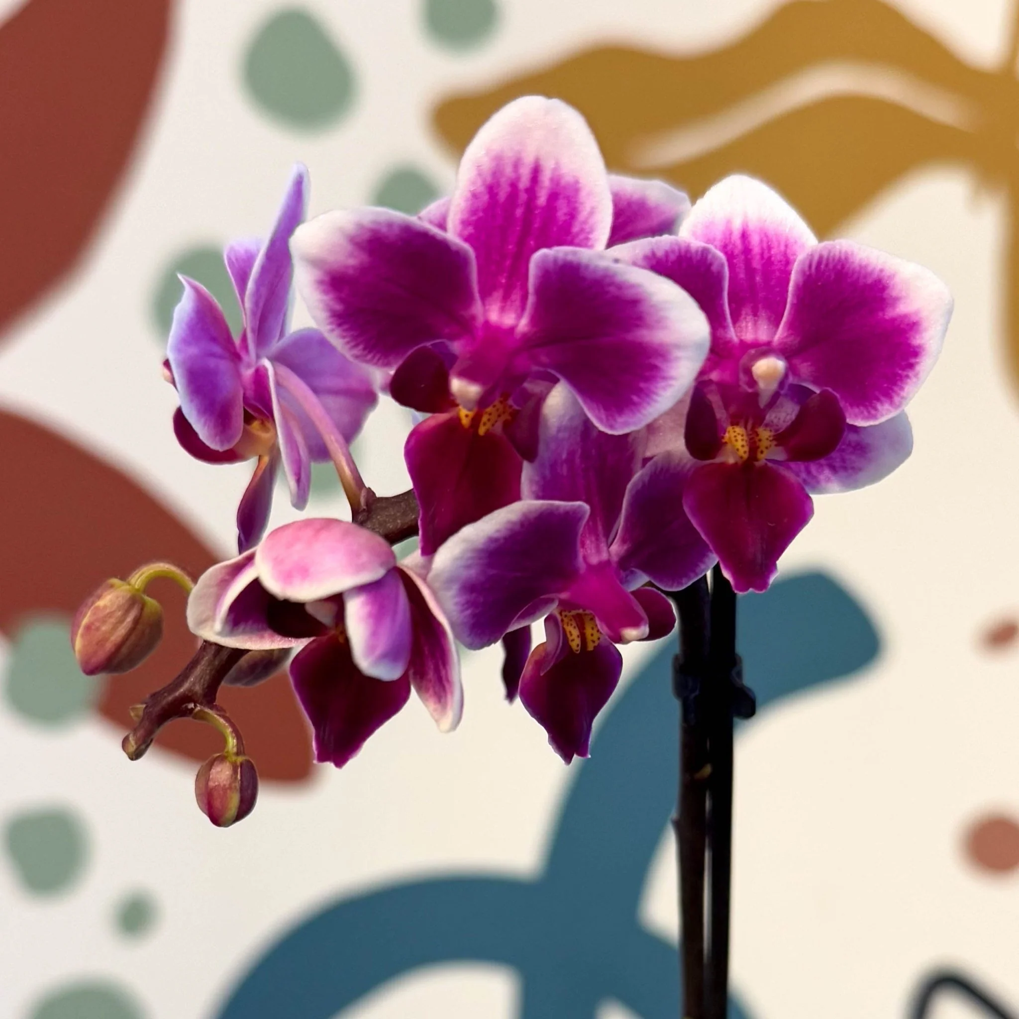 Phalaenopsis 'Nikki' - Moth Orchid - Image 2