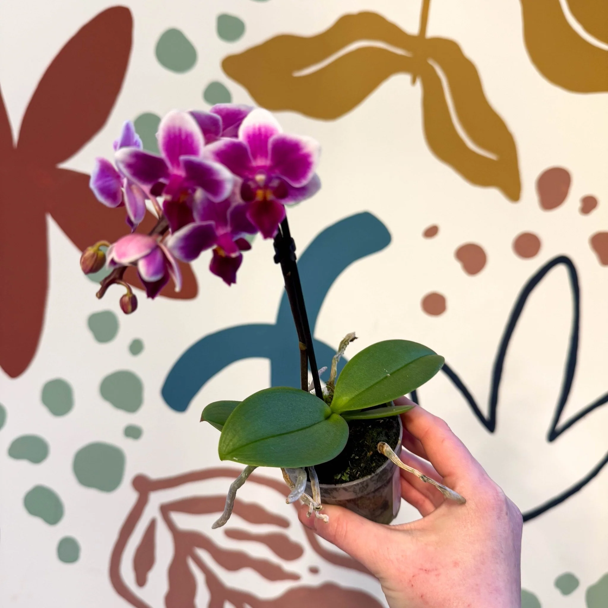 Phalaenopsis 'Nikki' - Moth Orchid - Image 3