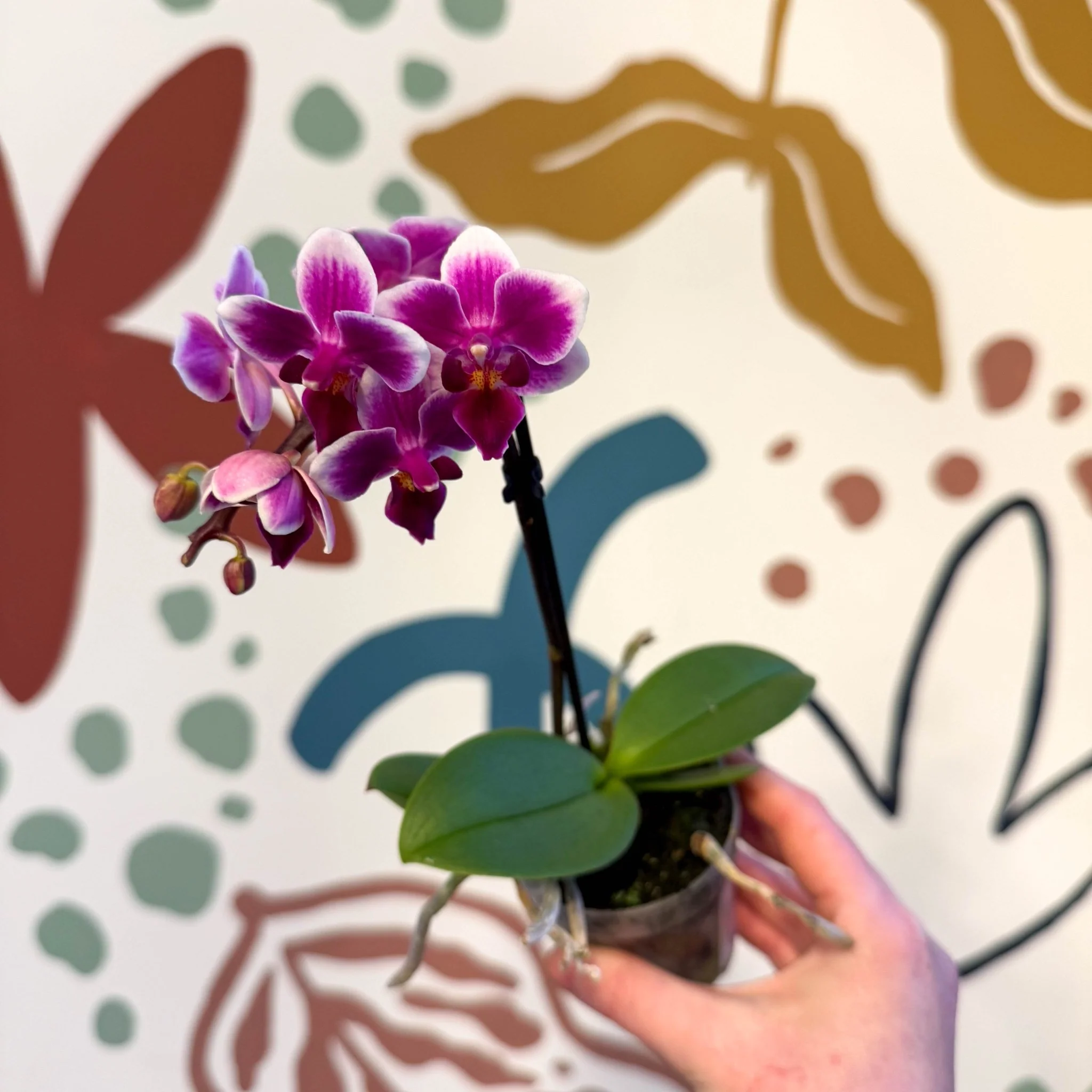 Phalaenopsis 'Nikki' - Moth Orchid - Image 4