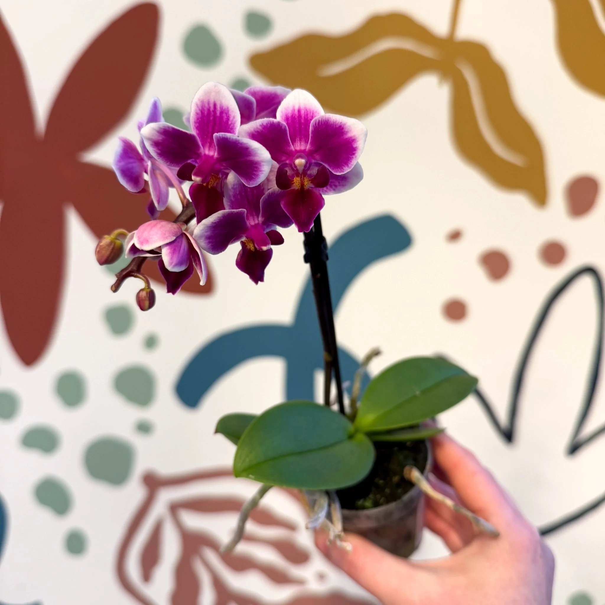 Phalaenopsis 'Nikki' - Moth Orchid - Image 5