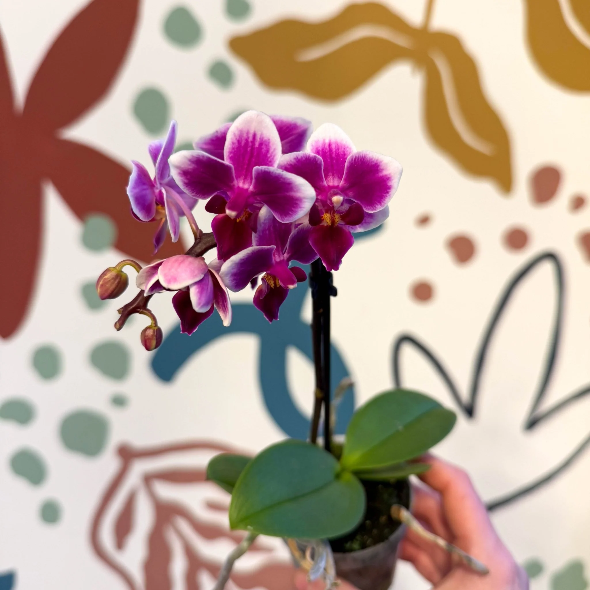 Phalaenopsis 'Nikki' - Moth Orchid - Image 6