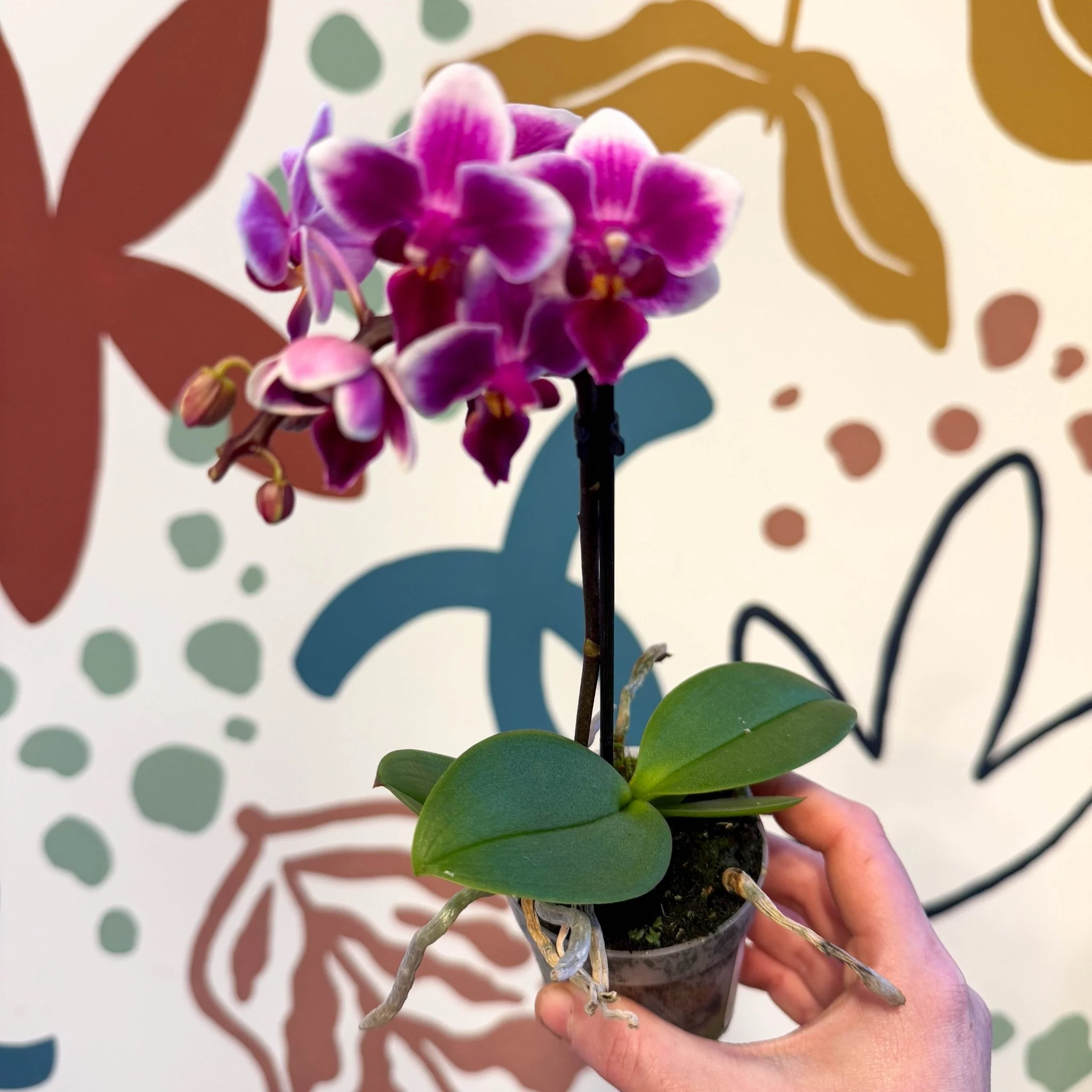 Phalaenopsis 'Nikki' - Moth Orchid - Image 7