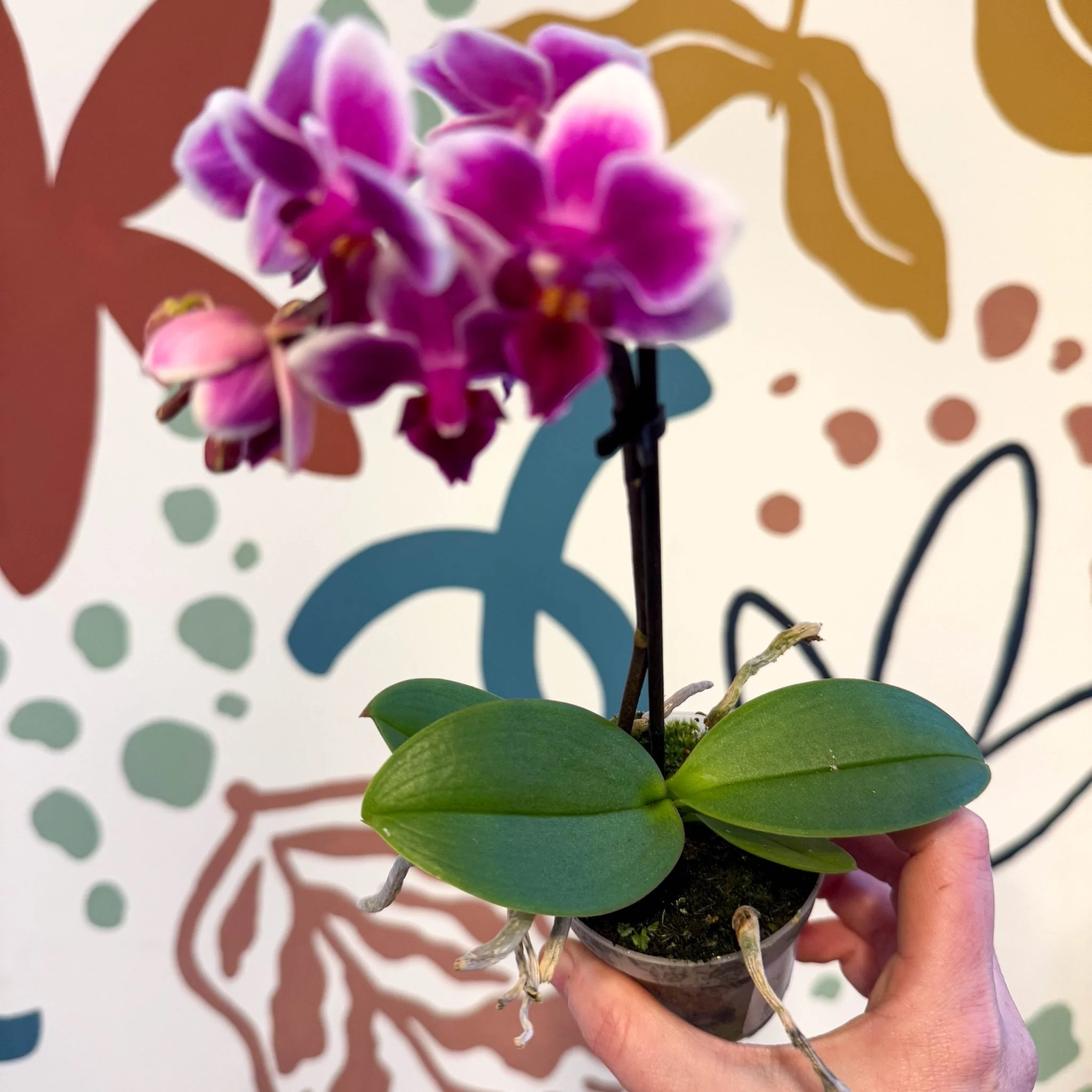 Phalaenopsis 'Nikki' - Moth Orchid - Image 8