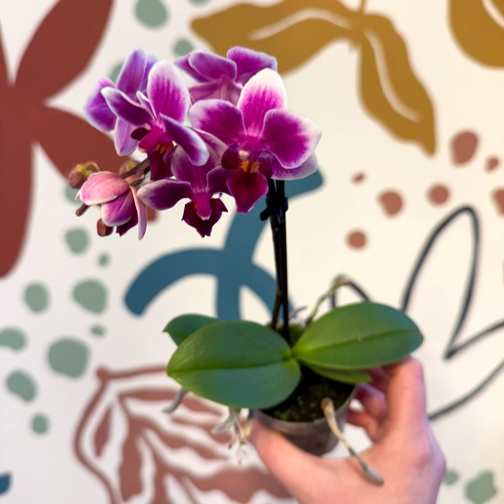 Phalaenopsis 'Nikki' - Moth Orchid - Image 9
