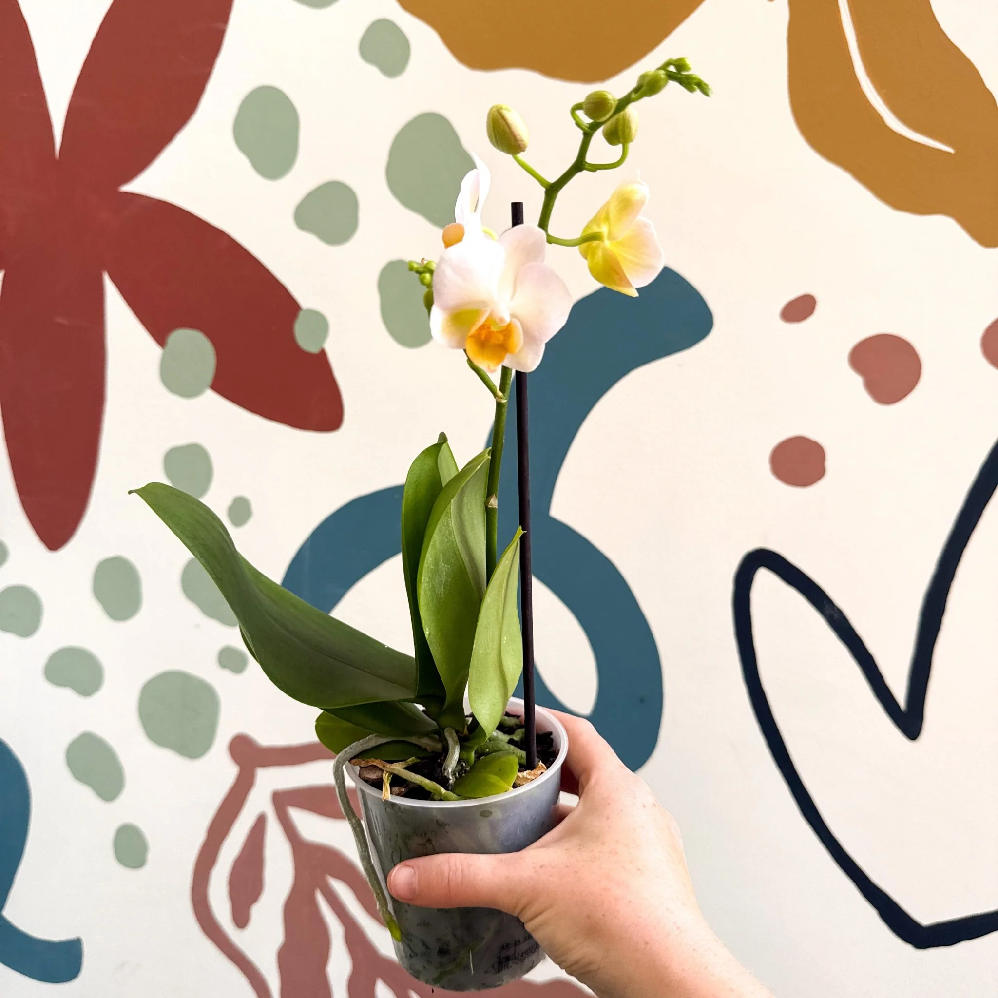 Phalaenopsis - Pale Peachy Pink Moth Orchid