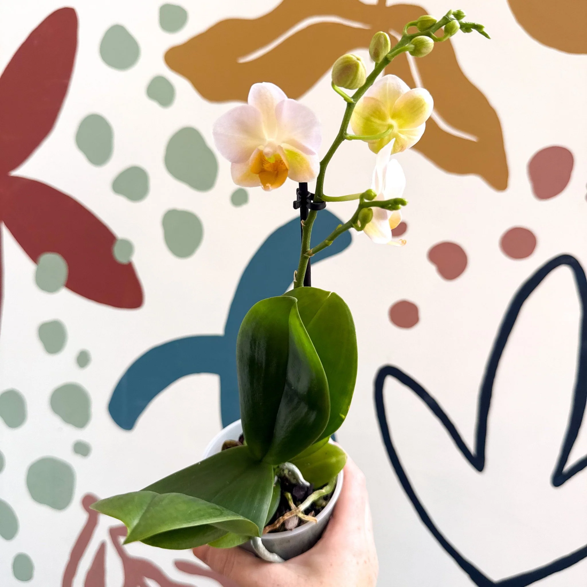 Phalaenopsis - Pale Peachy Pink Moth Orchid - Image 10