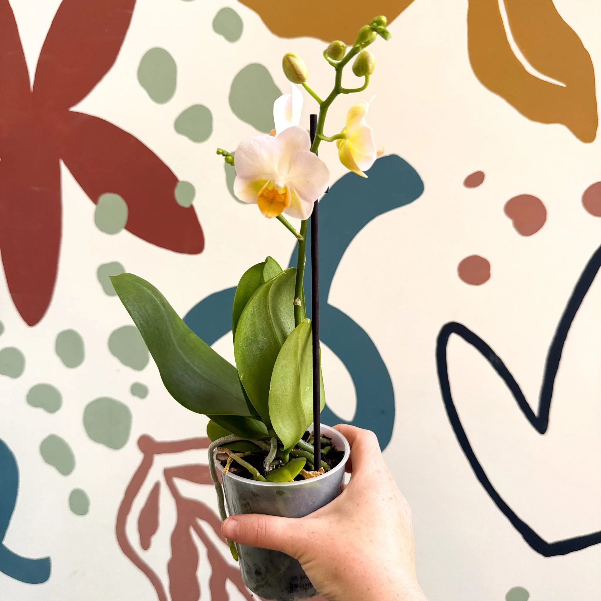 Phalaenopsis - Pale Peachy Pink Moth Orchid - Image 2