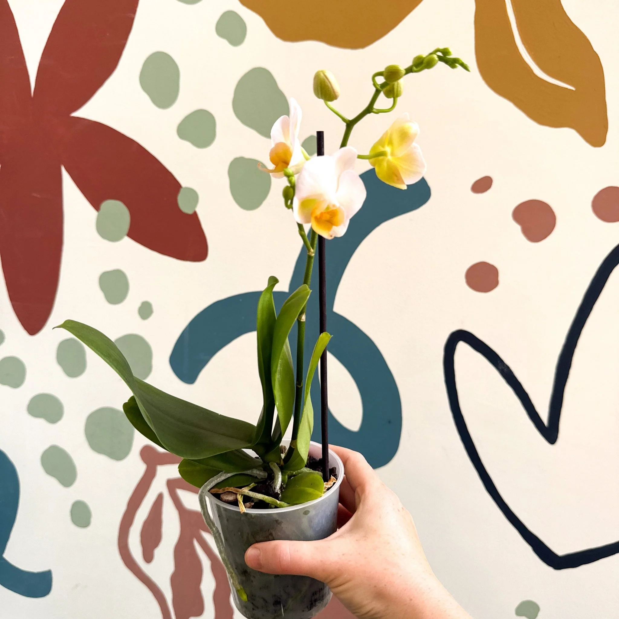 Phalaenopsis - Pale Peachy Pink Moth Orchid - Image 3