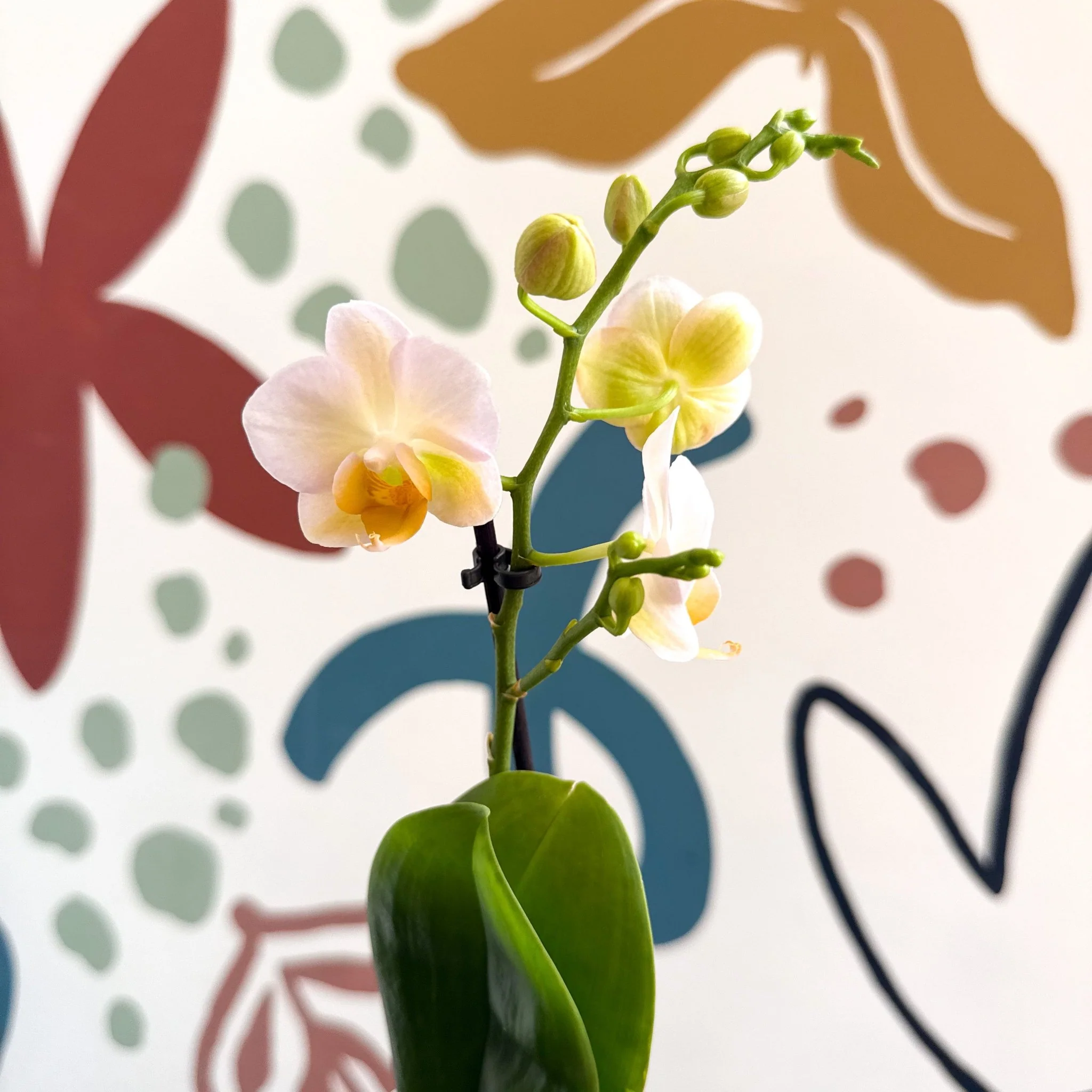 Phalaenopsis - Pale Peachy Pink Moth Orchid - Image 4