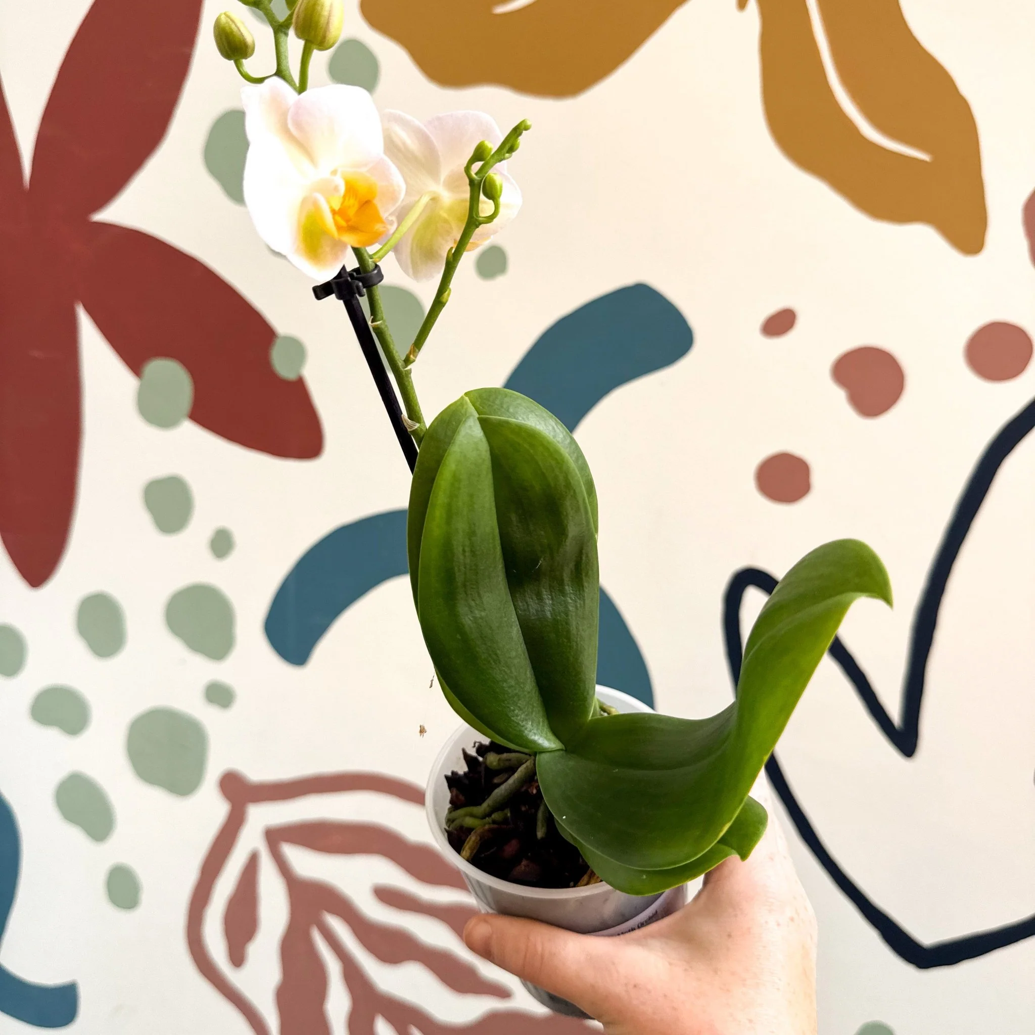Phalaenopsis - Pale Peachy Pink Moth Orchid - Image 5