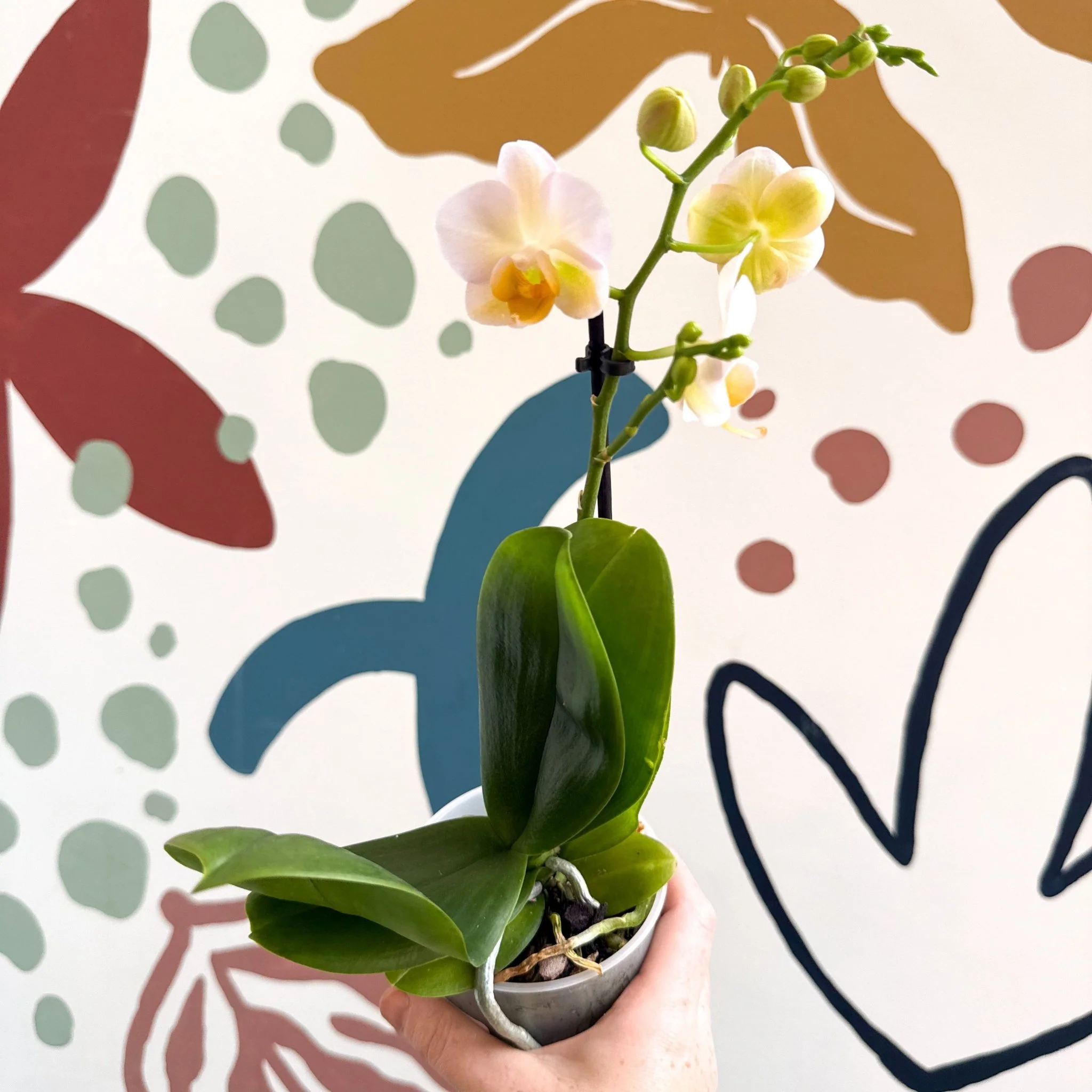 Phalaenopsis - Pale Peachy Pink Moth Orchid - Image 6