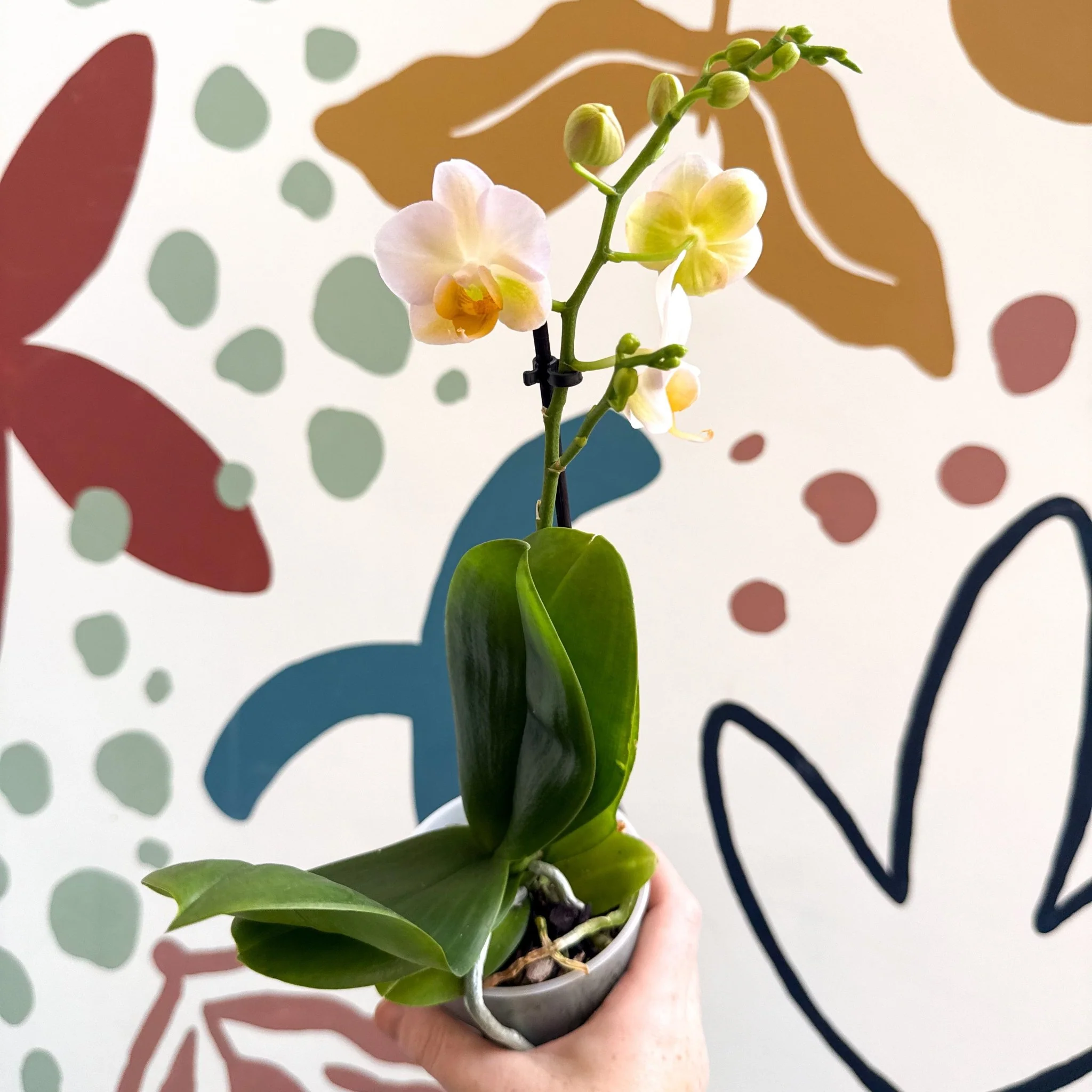Phalaenopsis - Pale Peachy Pink Moth Orchid - Image 7