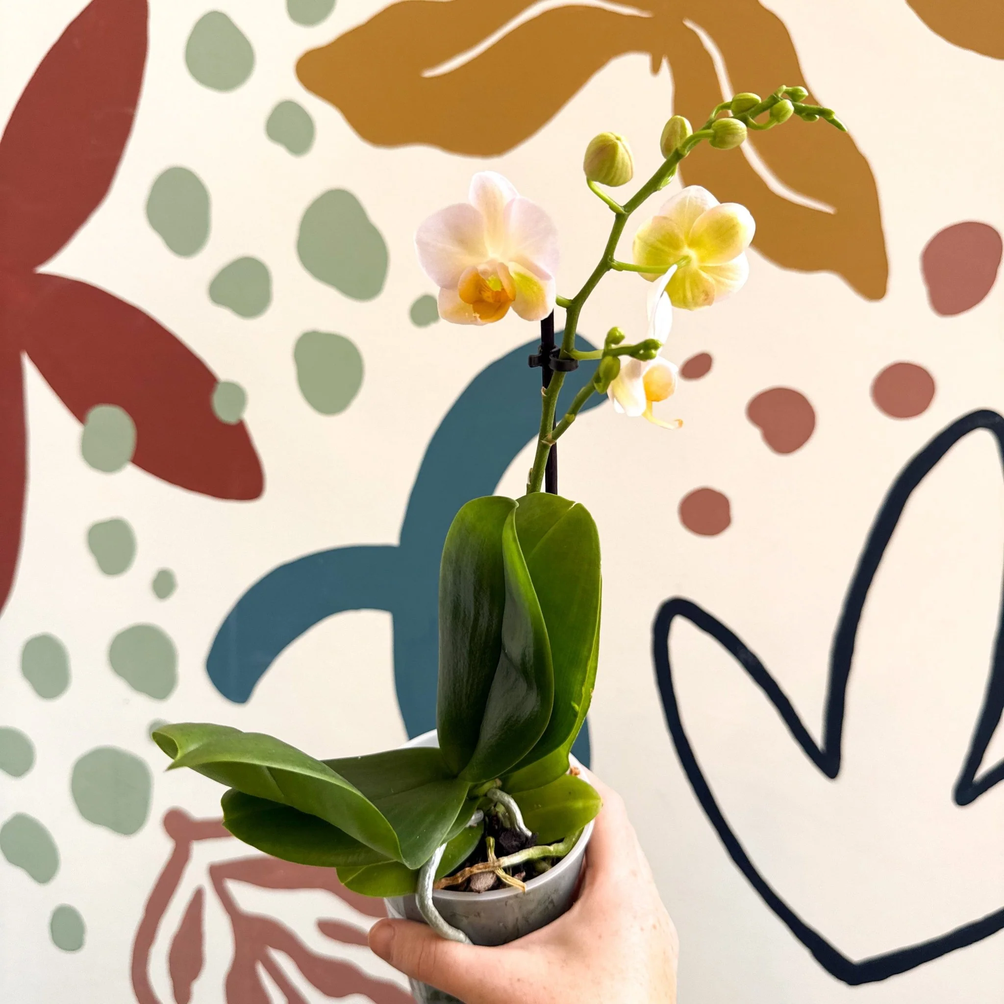 Phalaenopsis - Pale Peachy Pink Moth Orchid - Image 8