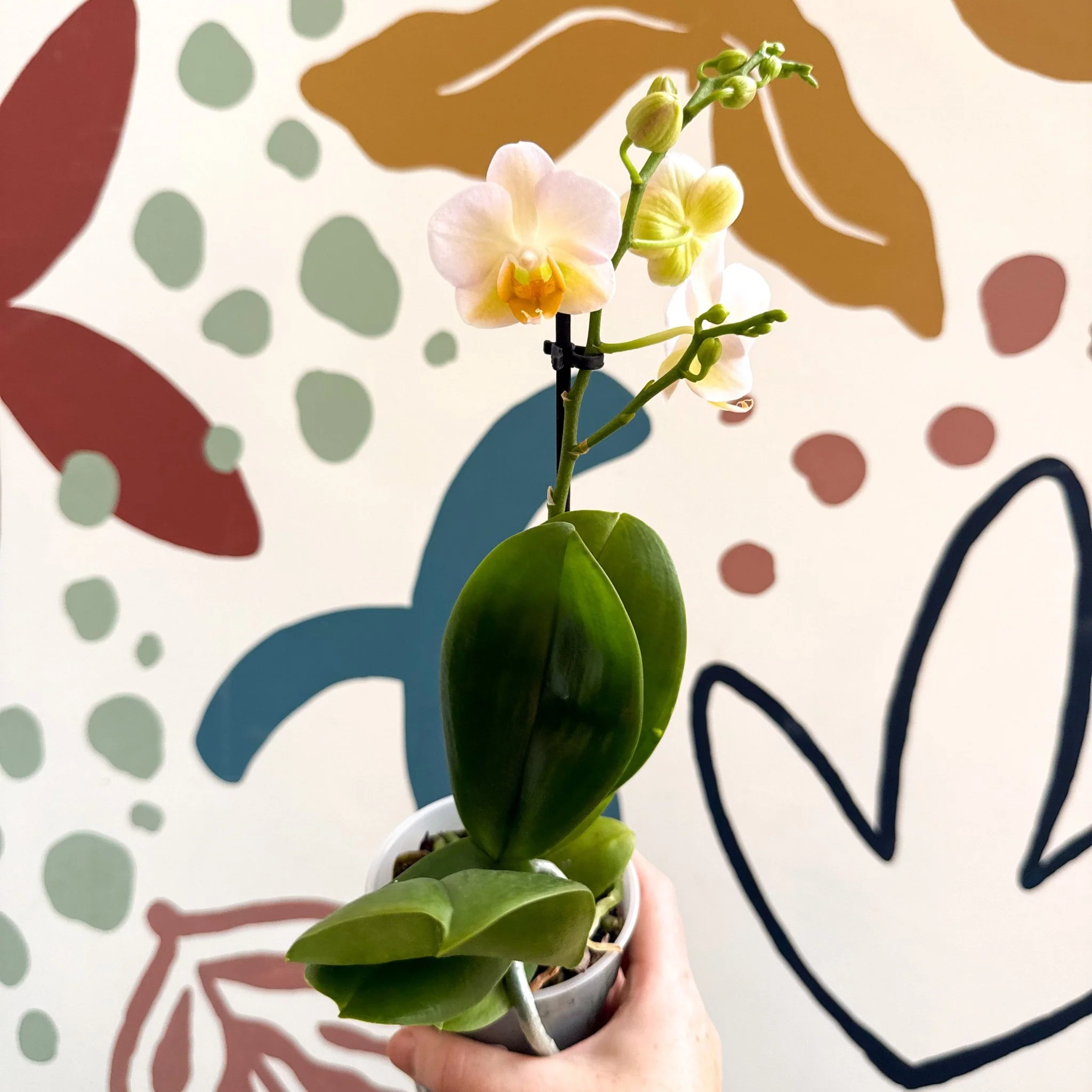 Phalaenopsis - Pale Peachy Pink Moth Orchid - Image 9