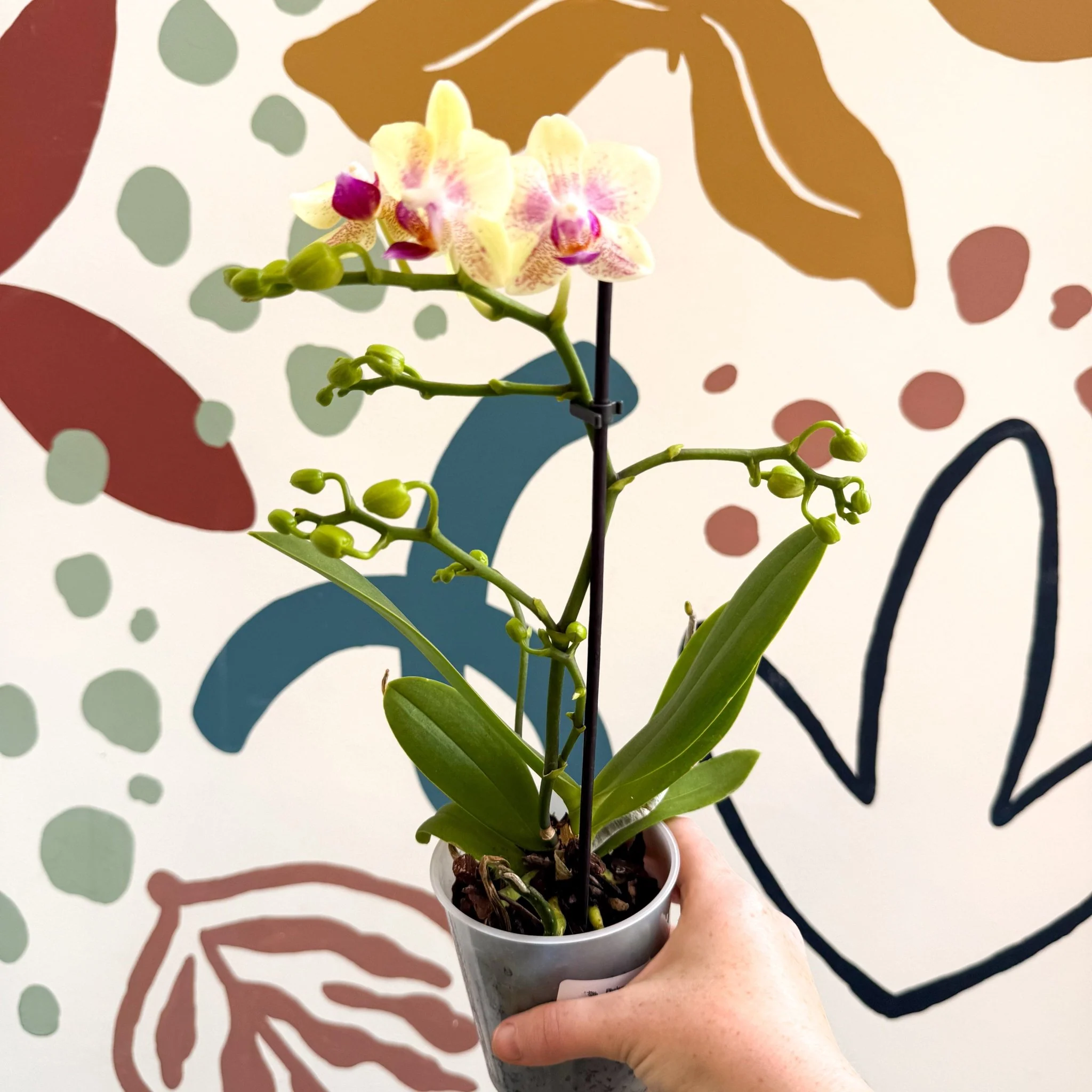 Phalaenopsis - Pale Yellow and Pink Tiny Spotted Moth Orchid