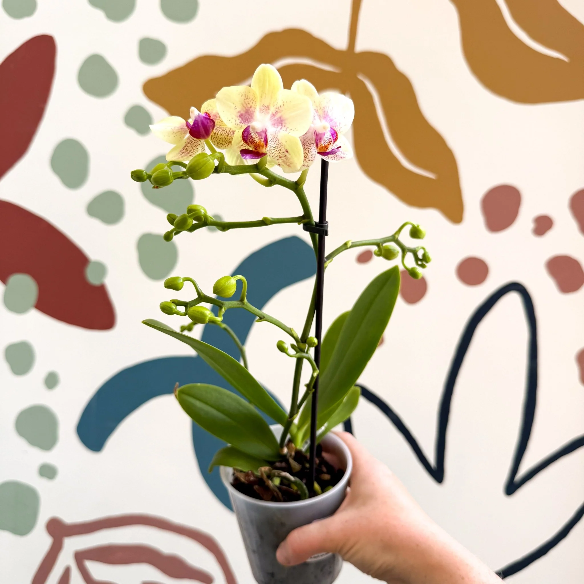 Phalaenopsis - Pale Yellow and Pink Tiny Spotted Moth Orchid - Image 5